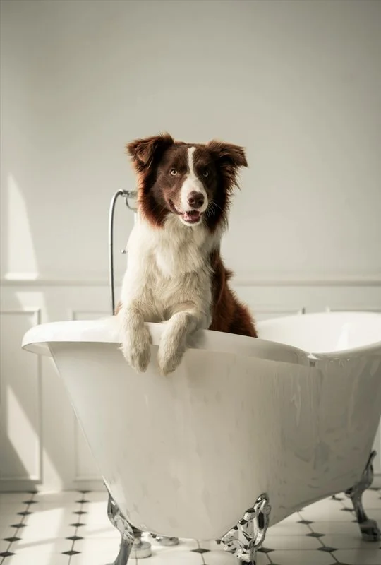 lifestyle photography pet portrait 4 dog bath.jpg