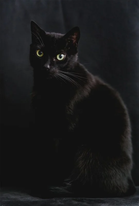 studio photography pet portrait 1 black cat.jpg