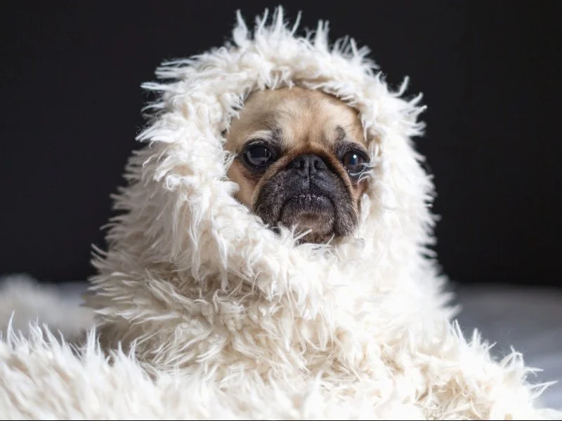 studio photography pet portrait 2 baby pug.jpg