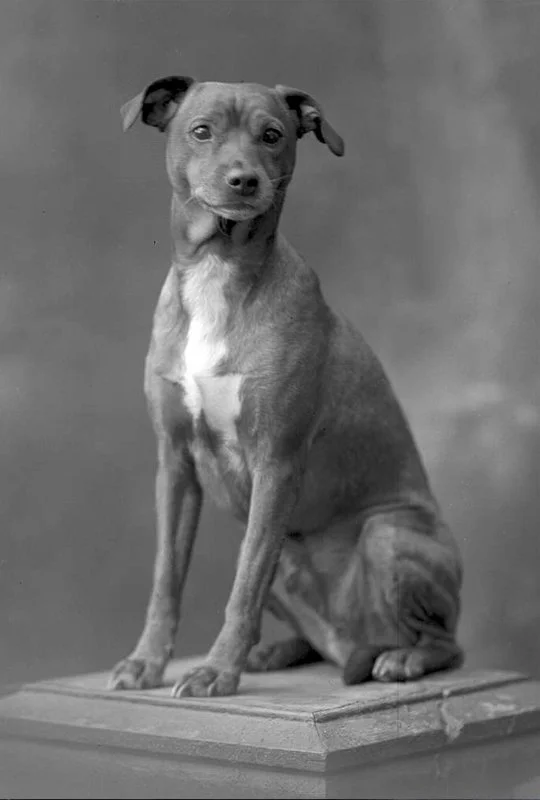 studio photography pet portrait 3 greyscale dog.jpg