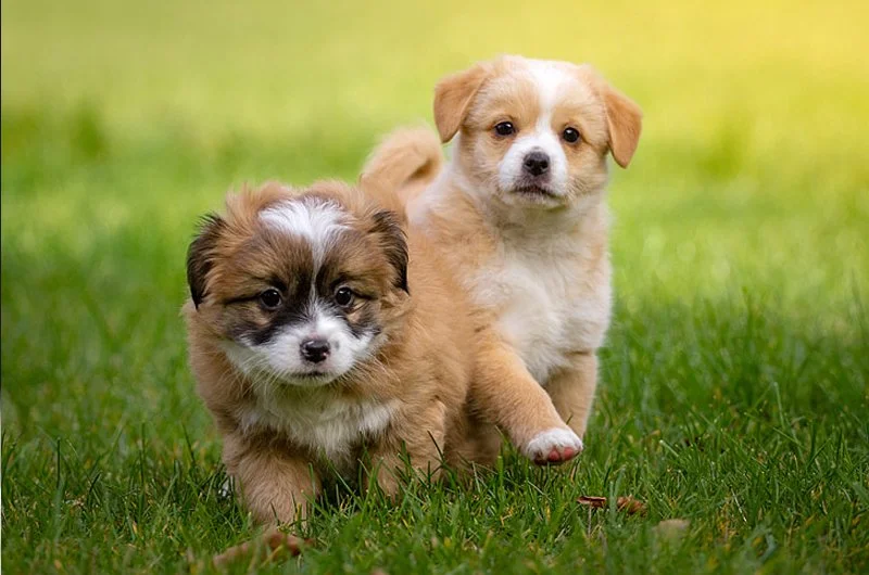 outdoor photography pet portrait 1 two puppies.jpg