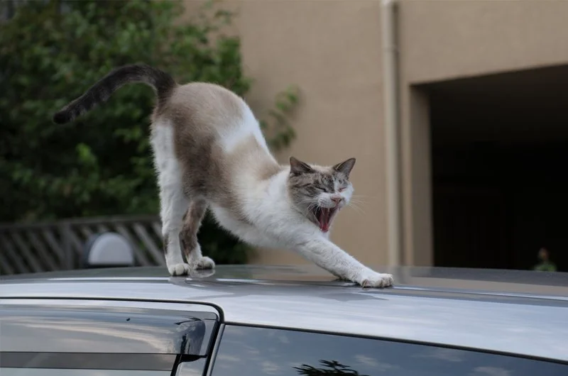 outdoor photography pet portrait 2 cat stretching.jpg