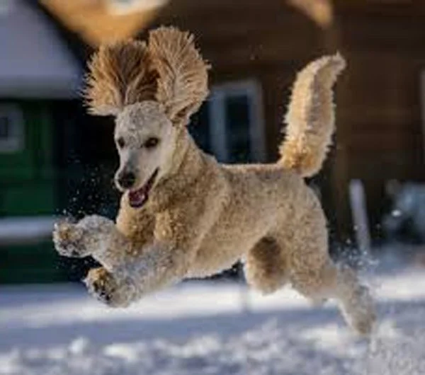 outdoor photography pet portrait 3 dog jumping.jpg