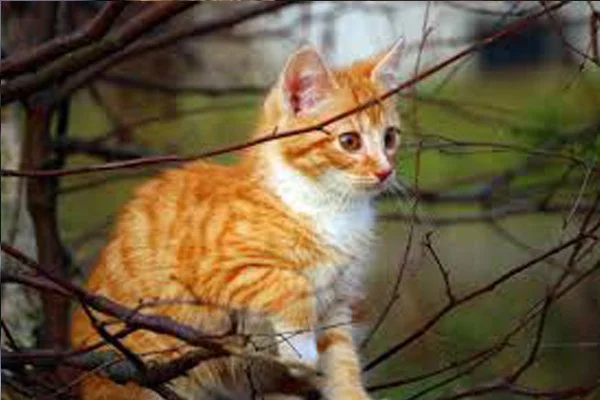 outdoor photography pet portrait 4 orange cat.jpg