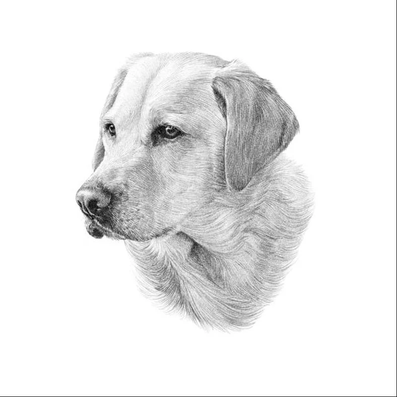 artistic pet portrait 1 pencil.jpg