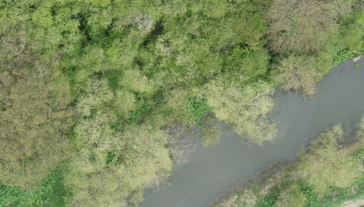 Invasive Species Mapping — Droneflight
