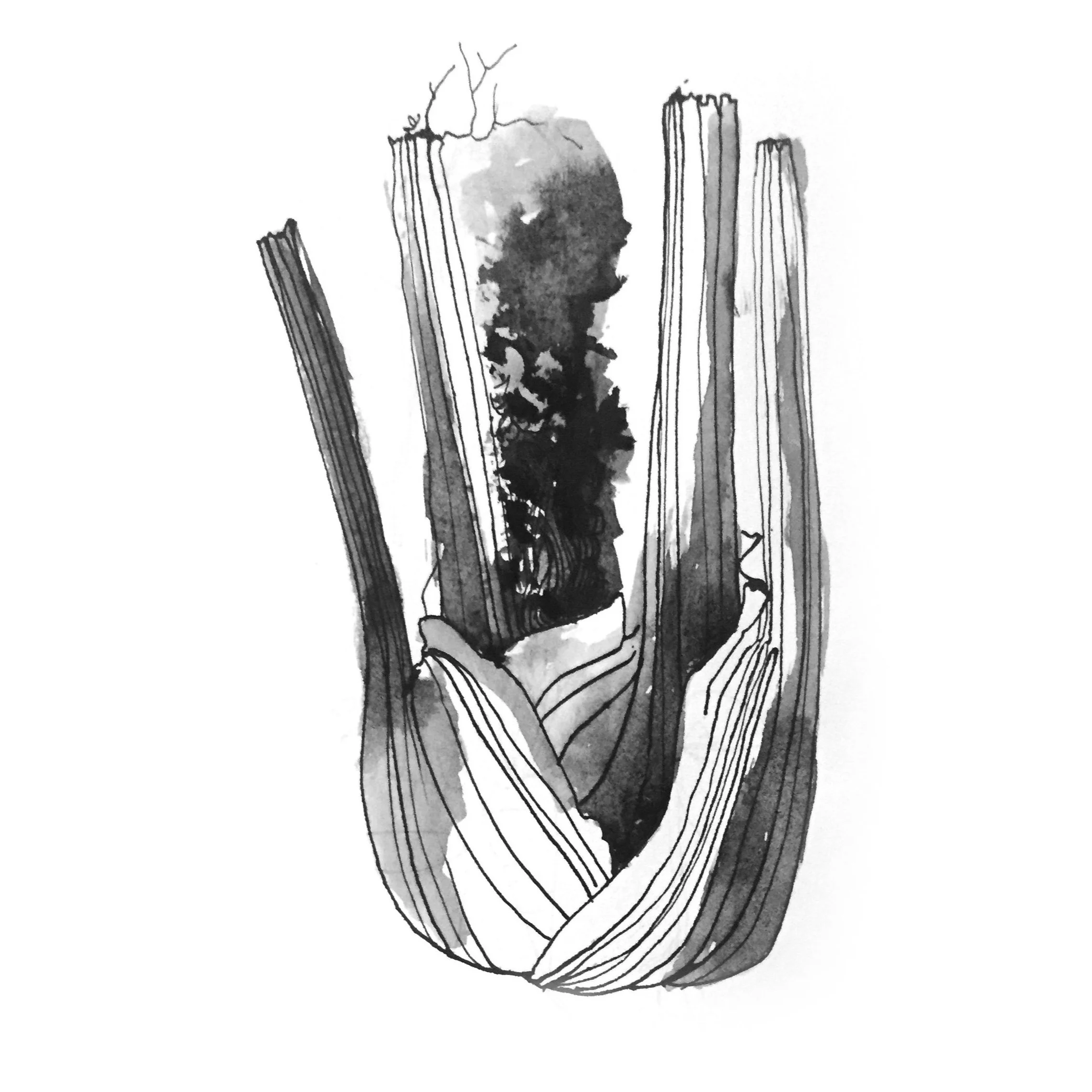 Fenchel - Tuschezeichnung