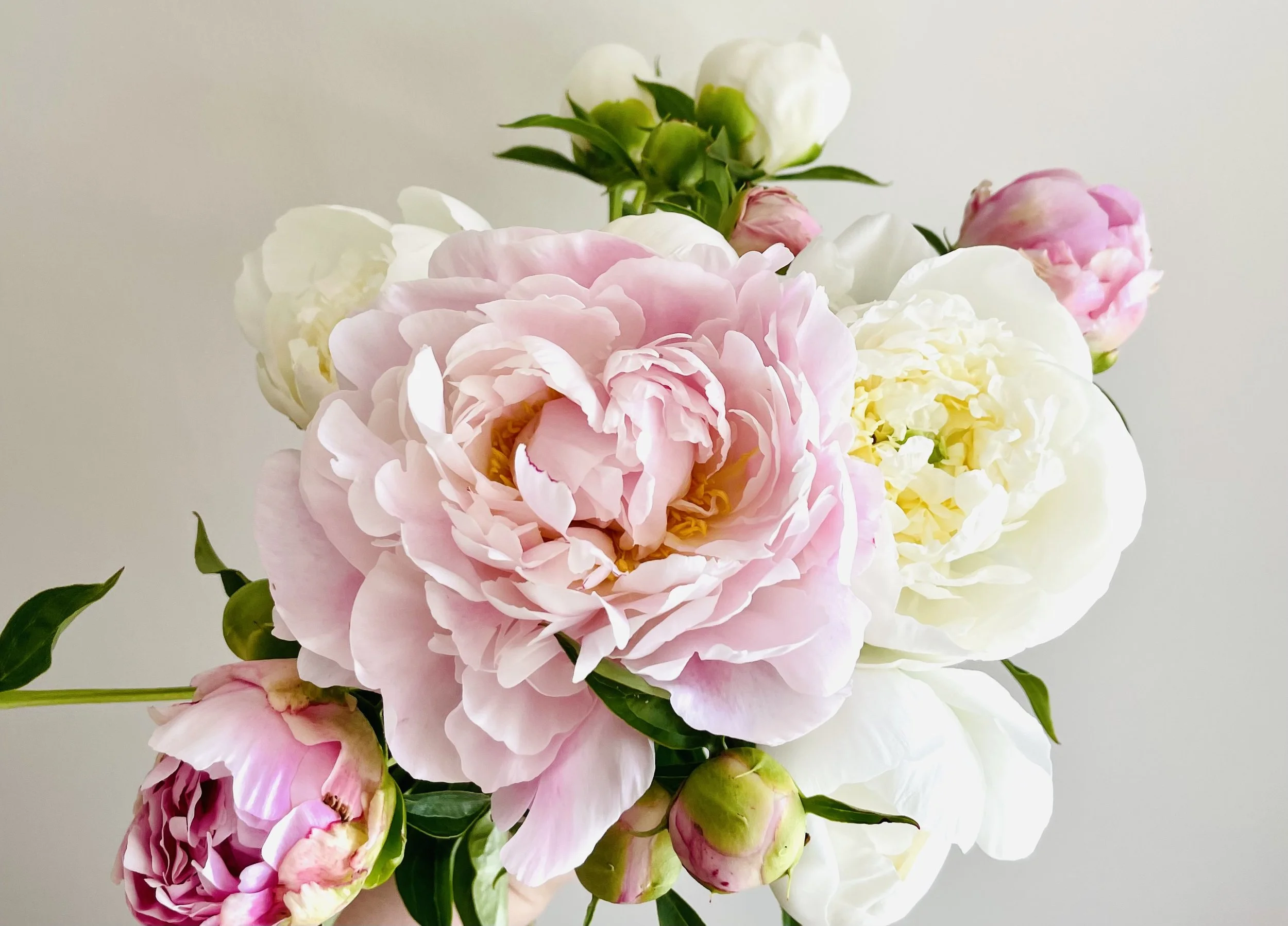 Pinkwhitepeony.jpg