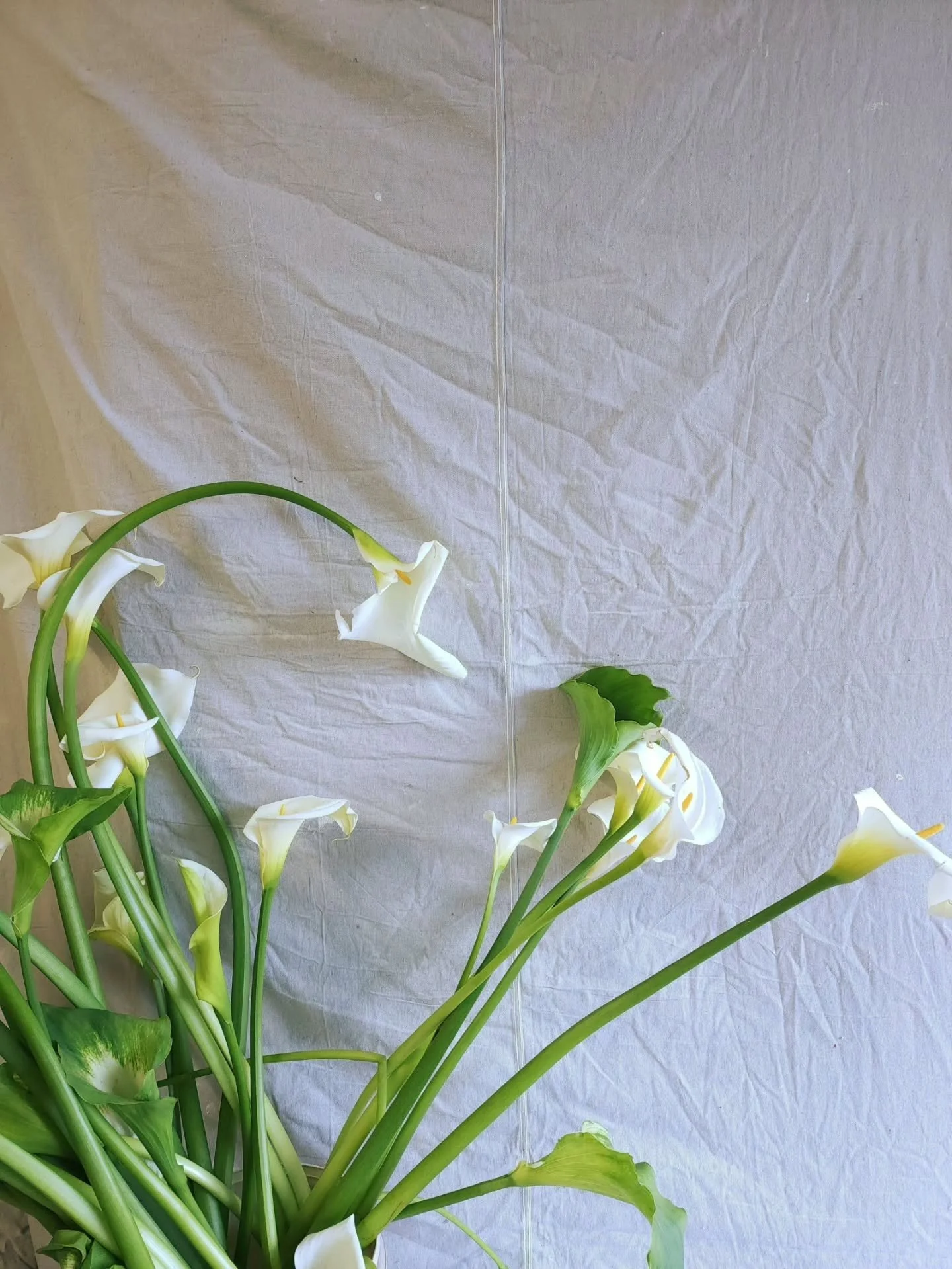 Its death lily season and they're so dramatic about it