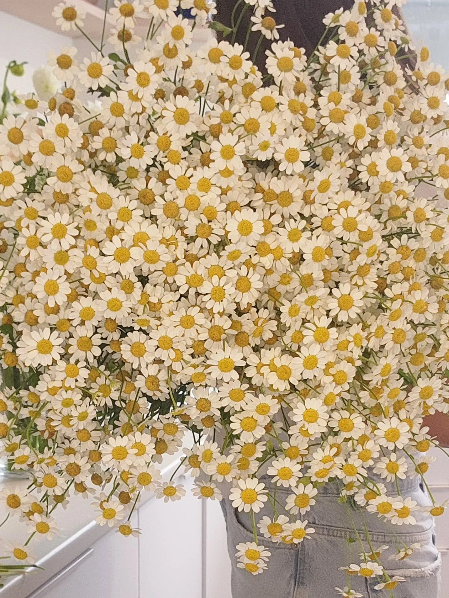 It's matricaria season 🎉🎉 (or chamomile or the cutest little daisies... whatever you choose call them) 

They are abundantly growing in the garden and such a vibe. They're my go to for airy, but fun bouncy bunches of floral delights. Popping in tod