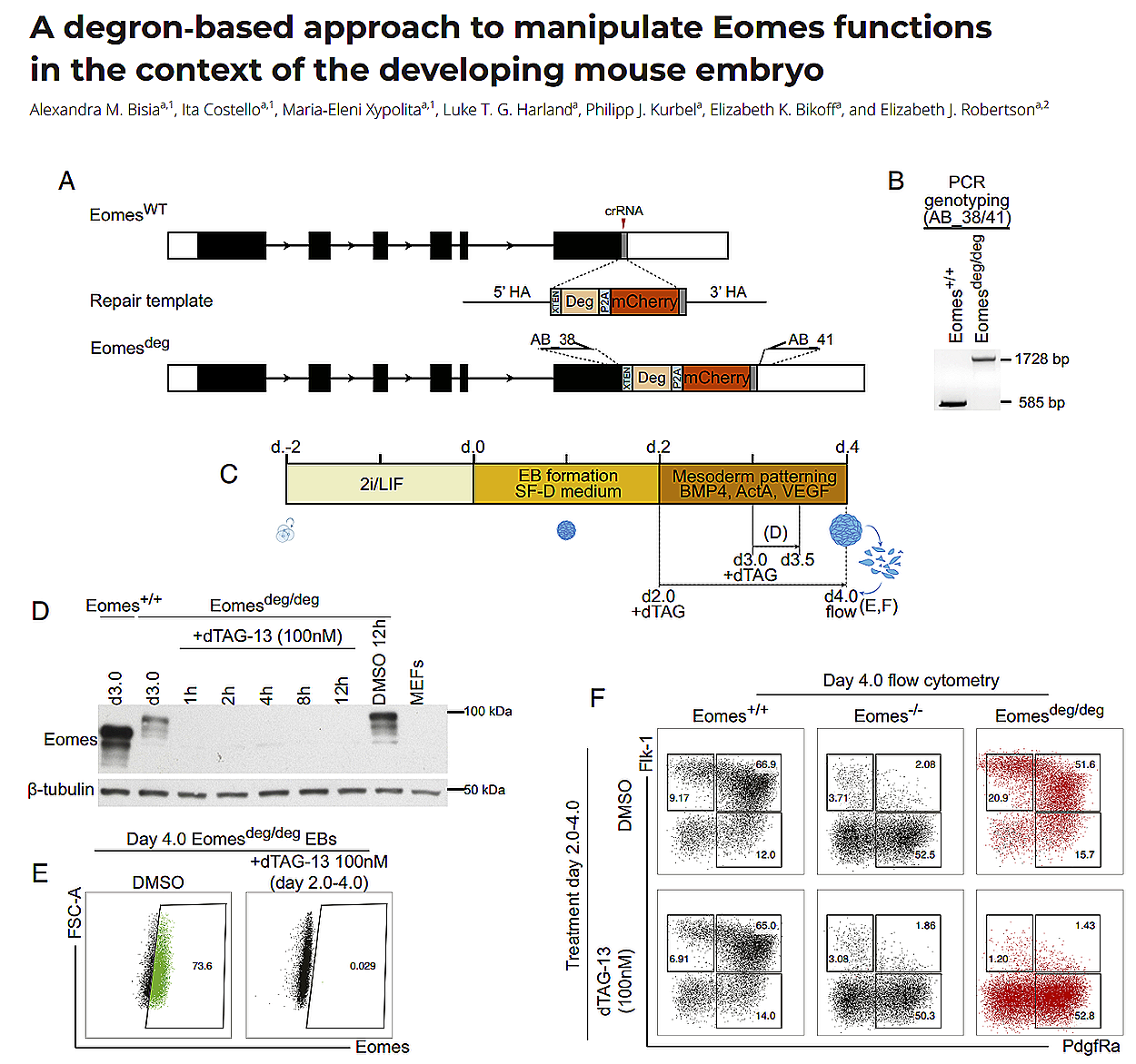 A degron-based approach to manipulate Eomes functions in the context of the developing mouse embryo