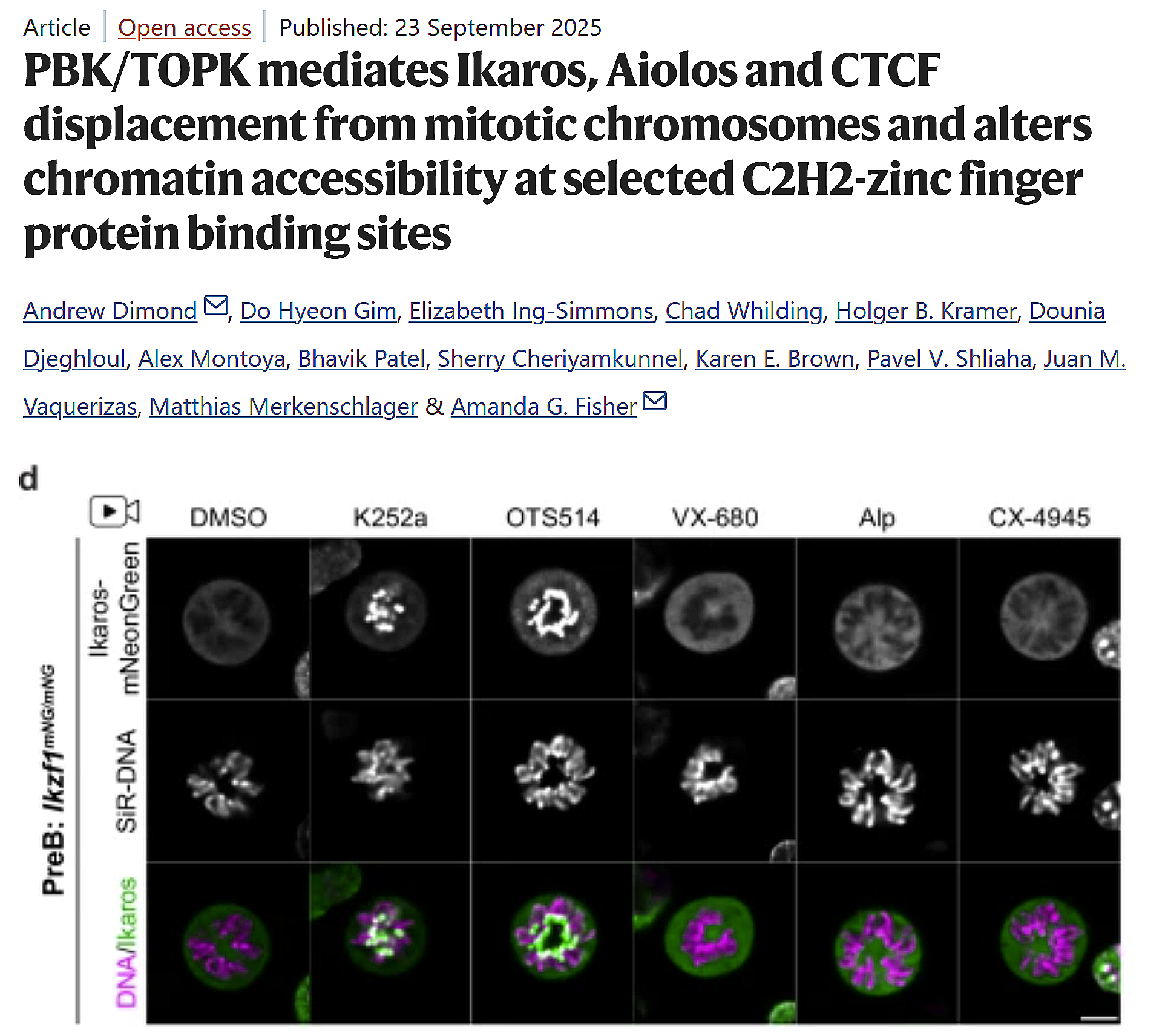 PBK/TOPK mediates Ikaros, Aiolos and CTCF displacement from mitotic chromosomes and alters chromatin accessibility at selected C2H2-zinc finger protein binding sites