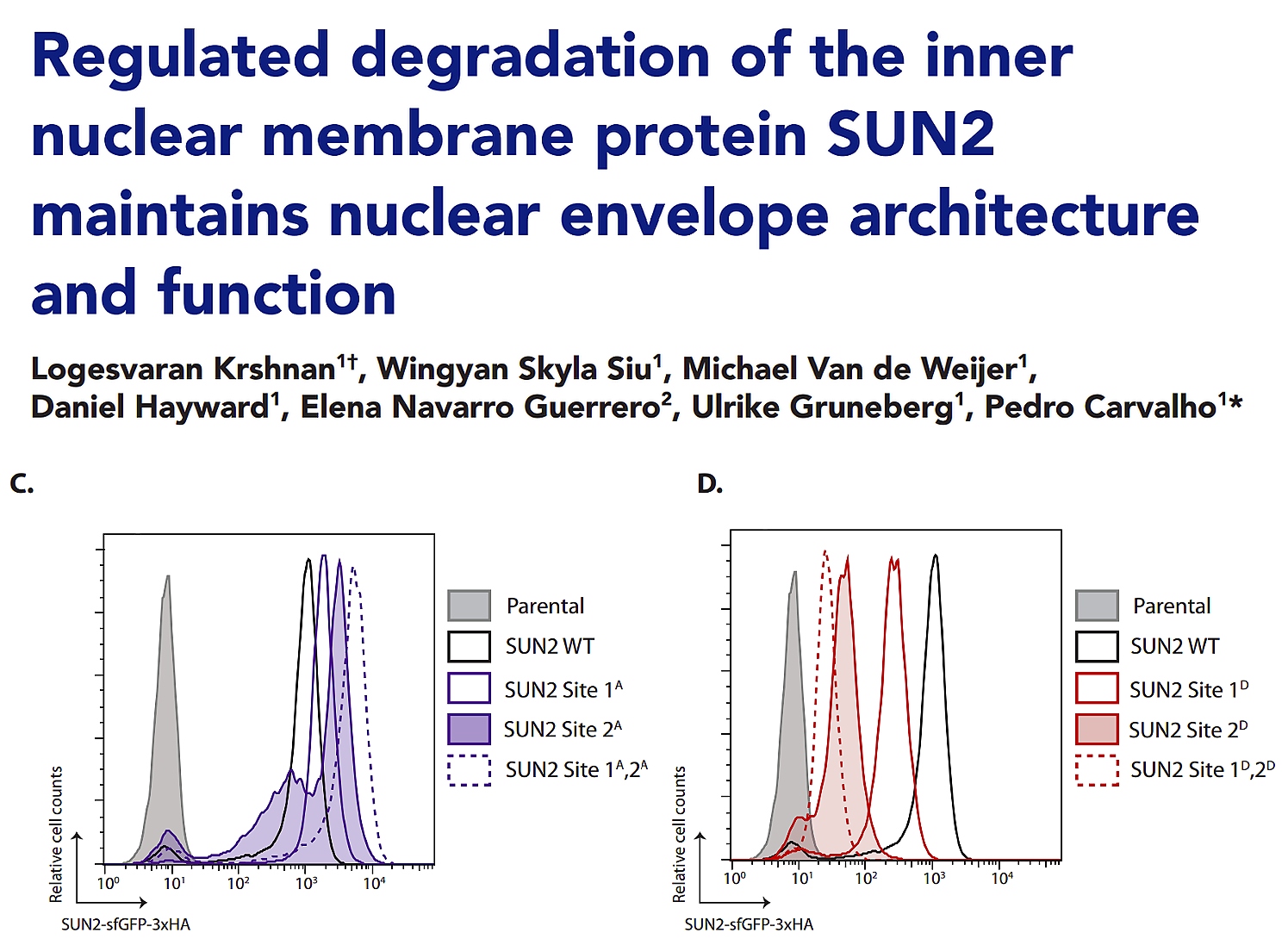 Regulated degradation of the inner nuclear membrane protein SUN2 maintains nuclear envelope architecture and function