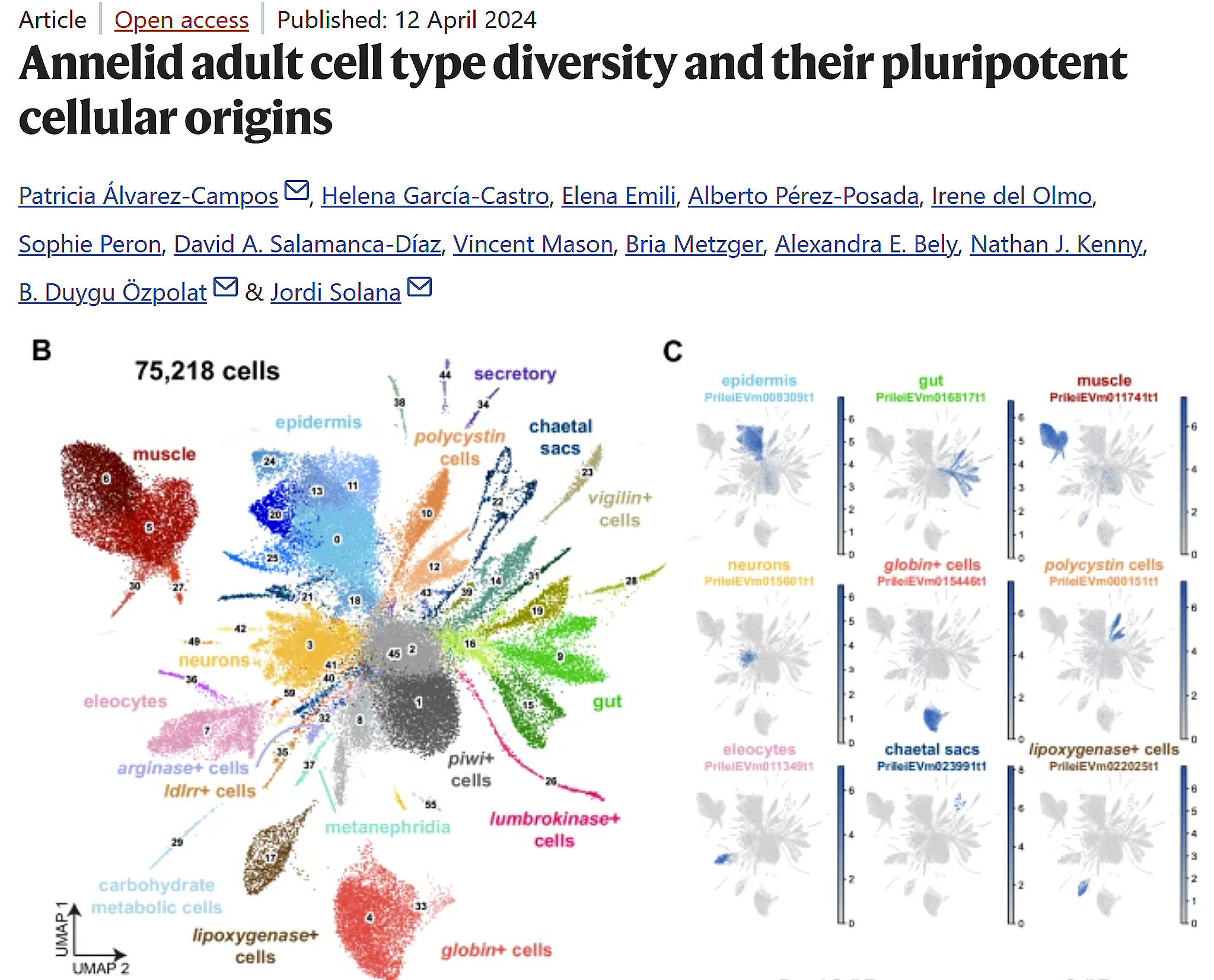 Annelid adult cell type diversity and their pluripotent cellular origins