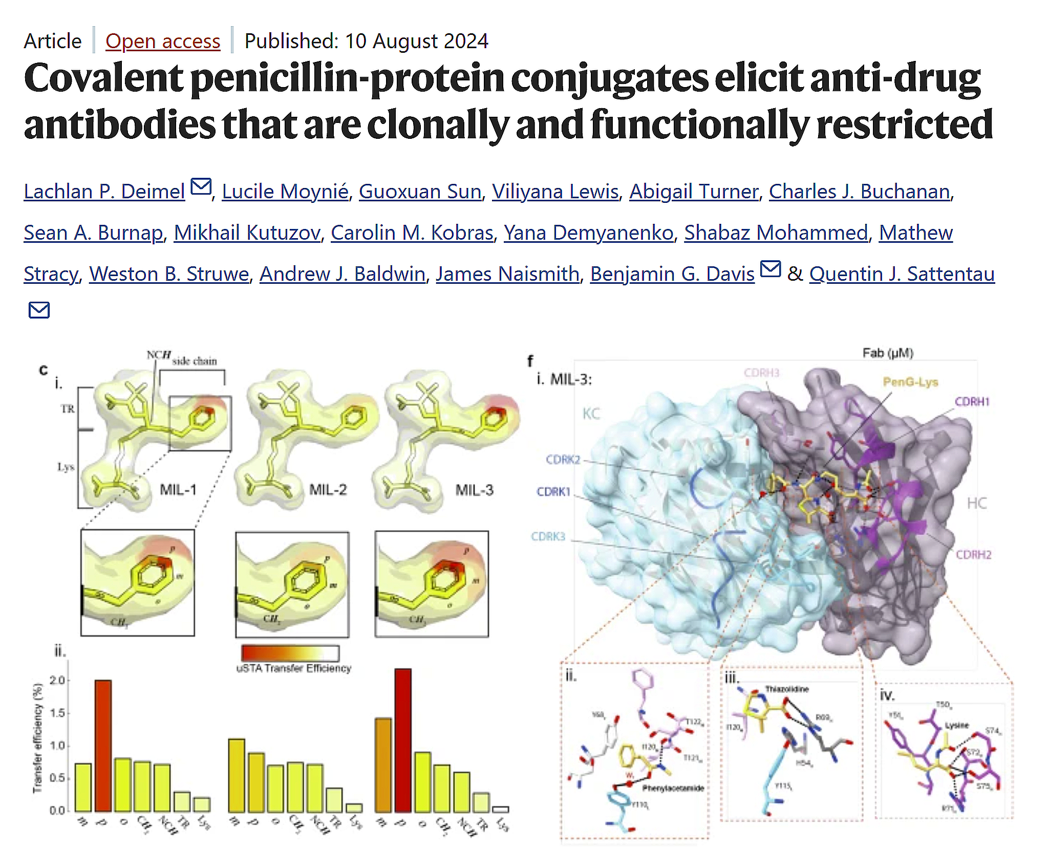 Covalent penicillin-protein conjugates elicit anti-drug antibodies that are clonally and functionally restricted
