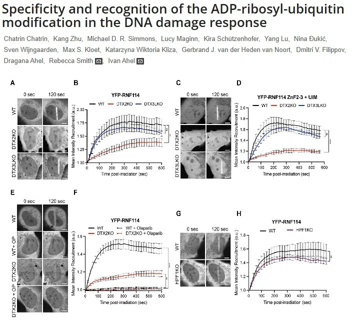 Specificity and recognition of the ADP-ribosyl-ubiquitin modification in the DNA damage response