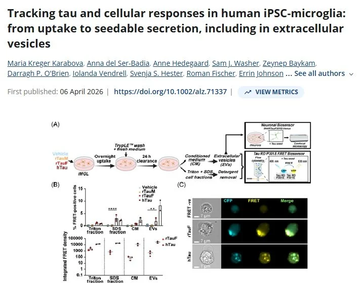 Tracking tau and cellular responses in human iPSC-microglia: from uptake to seedable secretion, including in extracellular vesicles