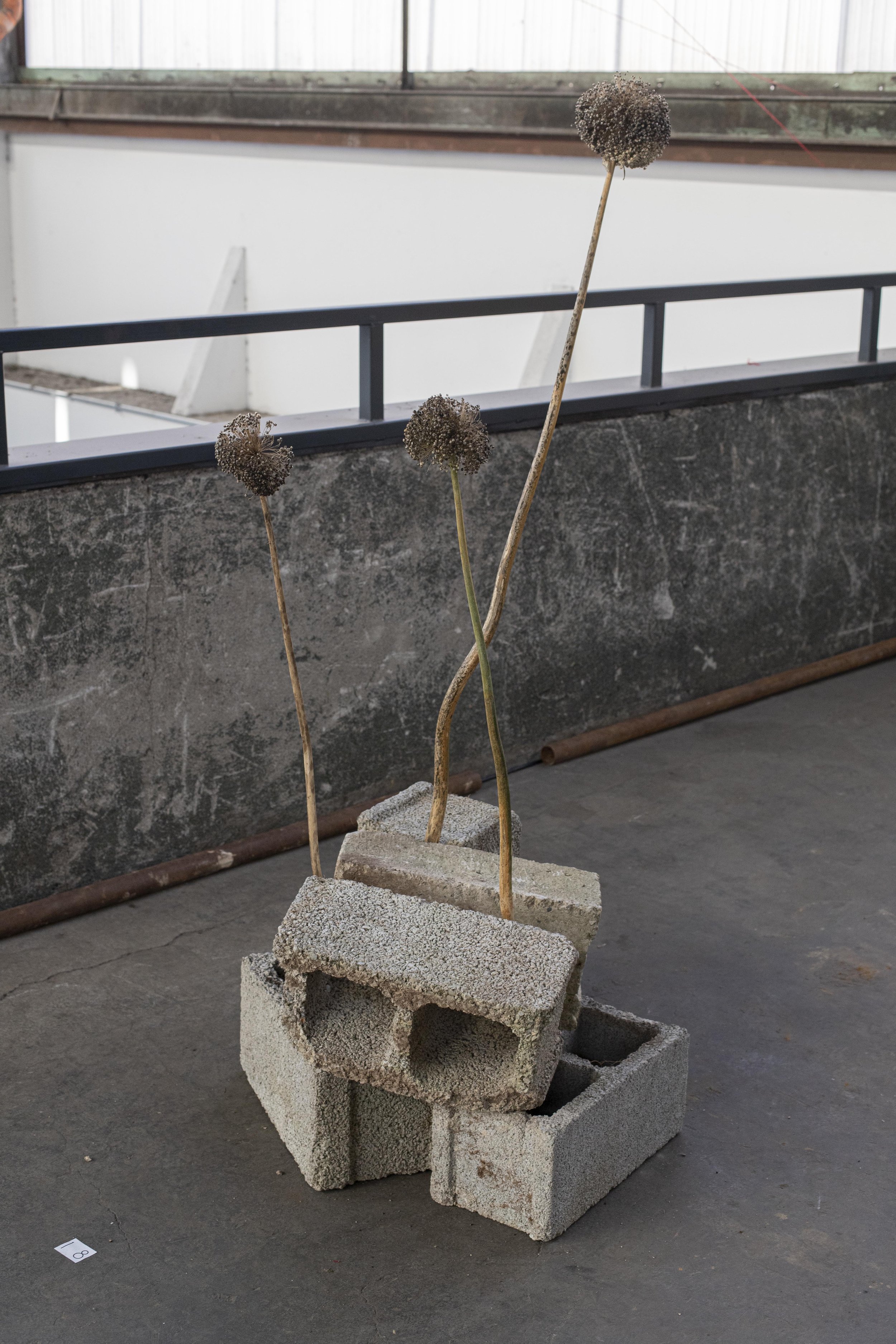 Vincenzo Cugnaschi - porri 6.jpg