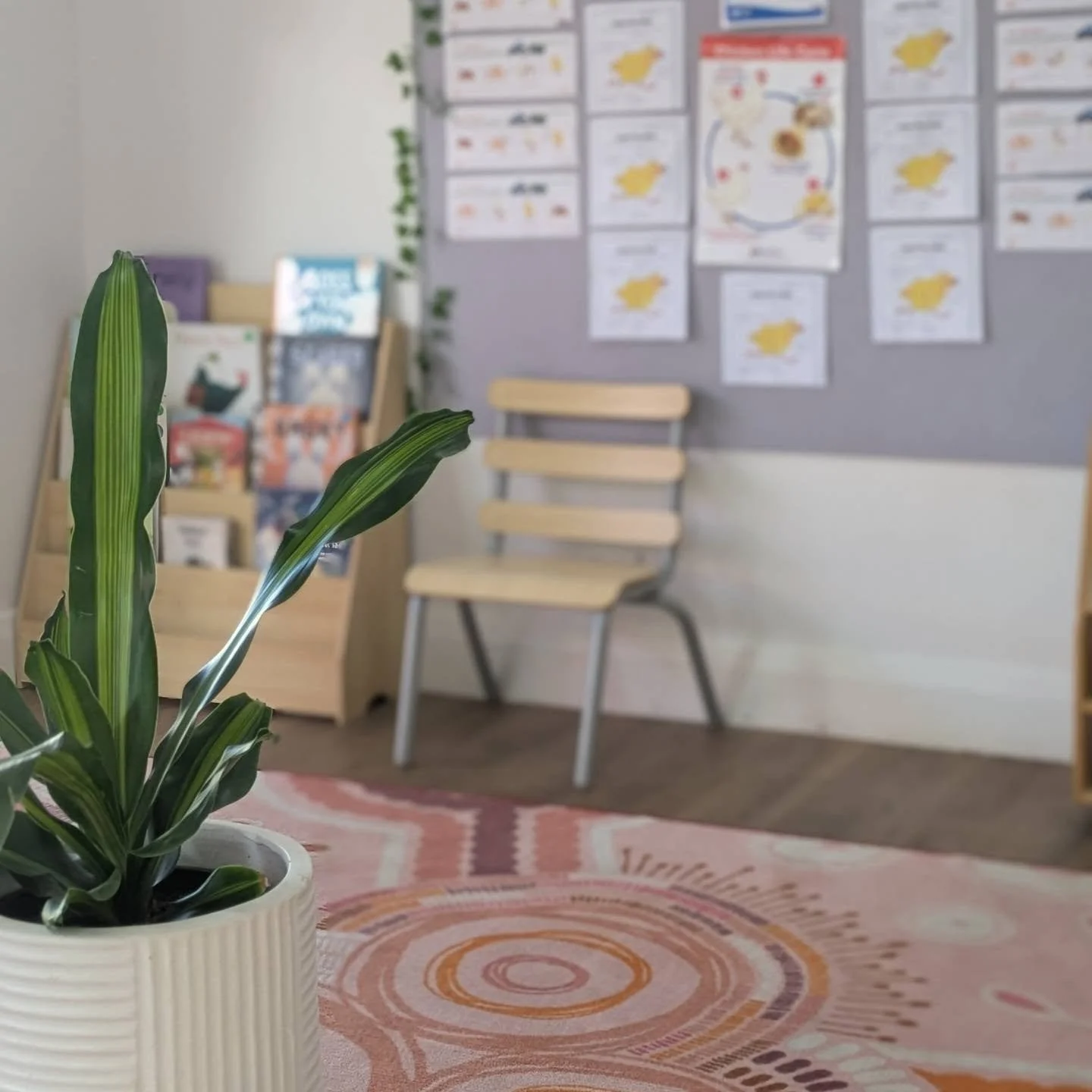 Indoor scene featuring a potted green indoor plant with wavy leaves in the foreground, a wooden chair and a bulletin board with various papers on the wall in the background.