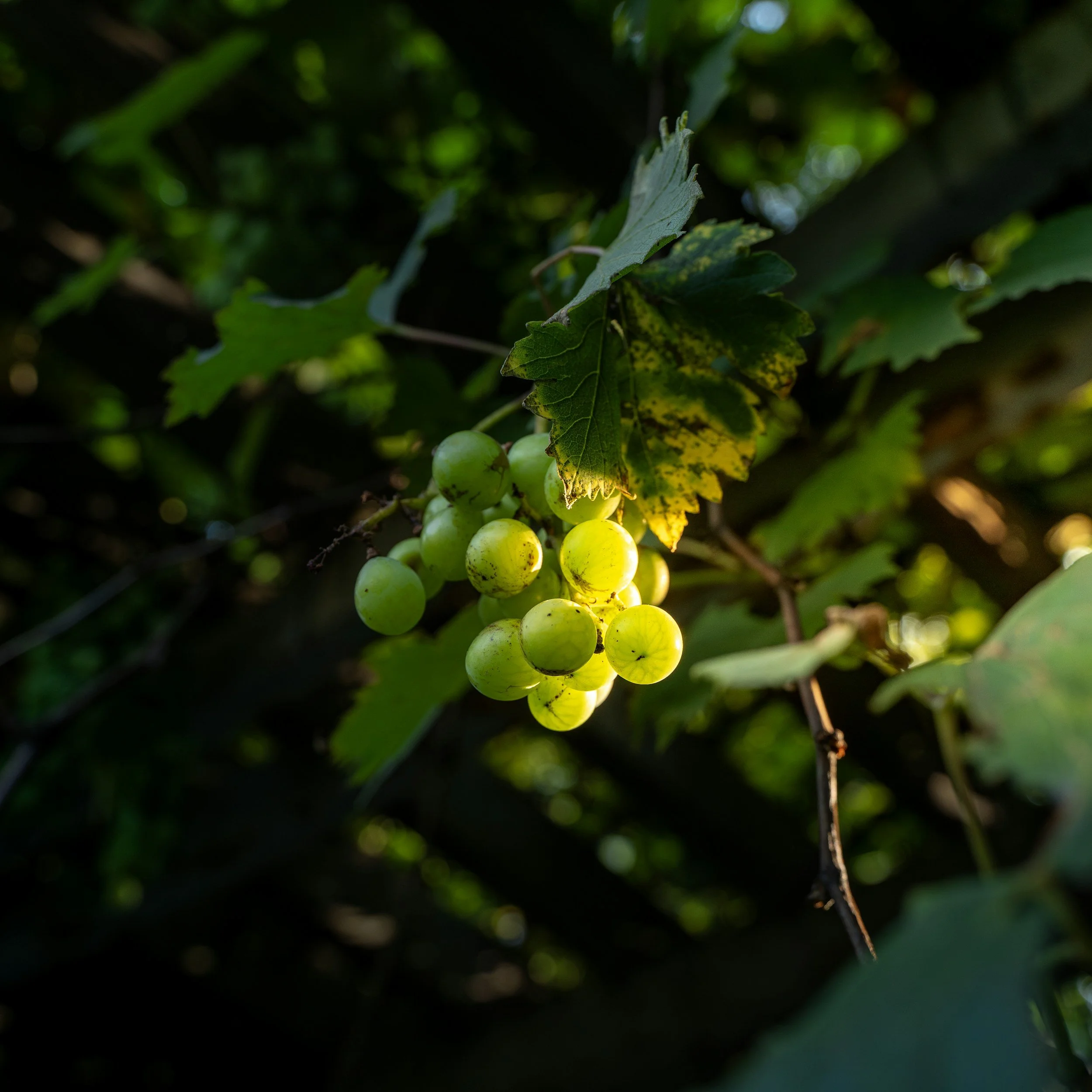 Rows of grapevines freshly pruned under evening light.