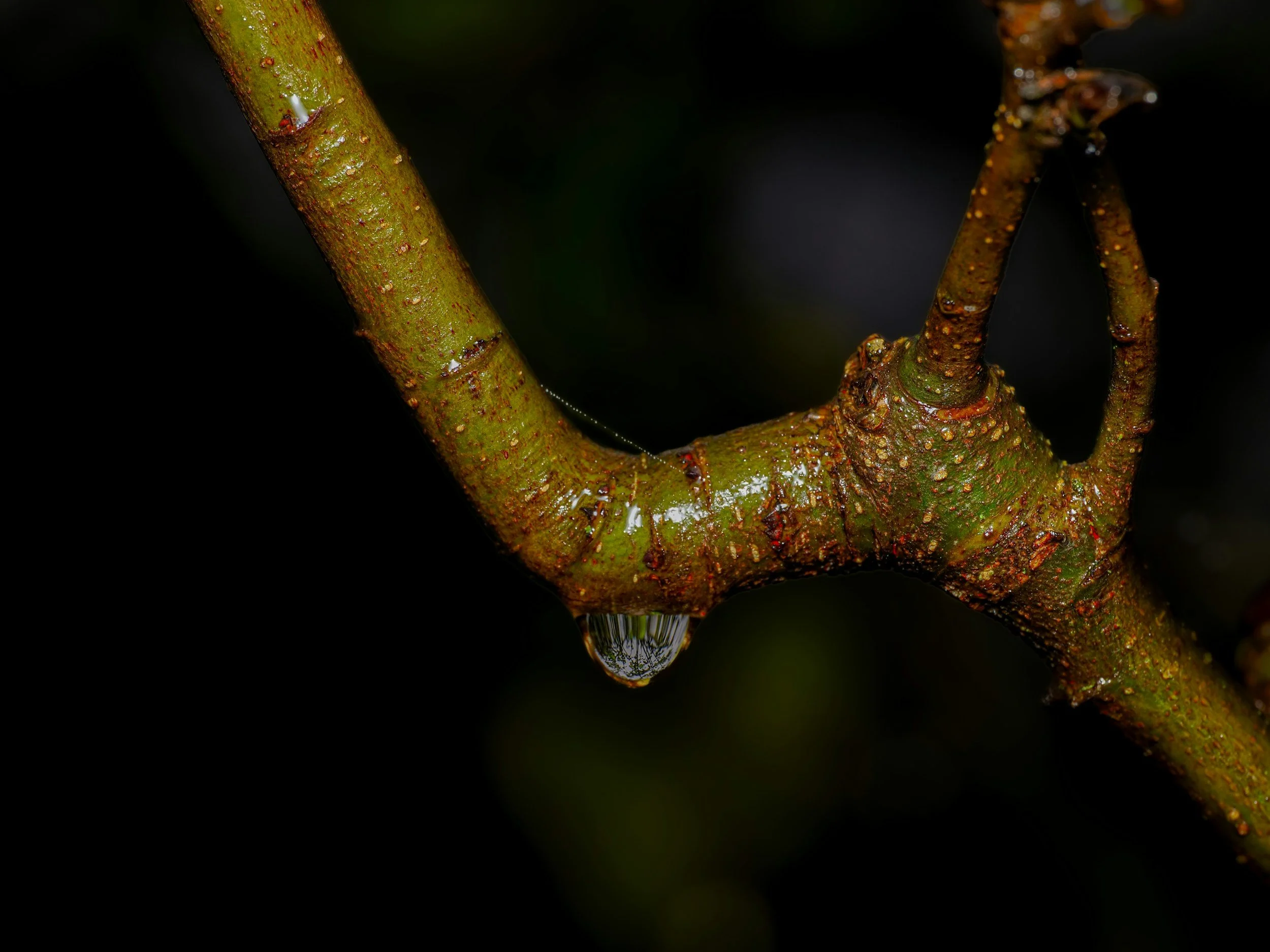 Sap glistening on a pruned vine branch, symbolizing healing through grace.