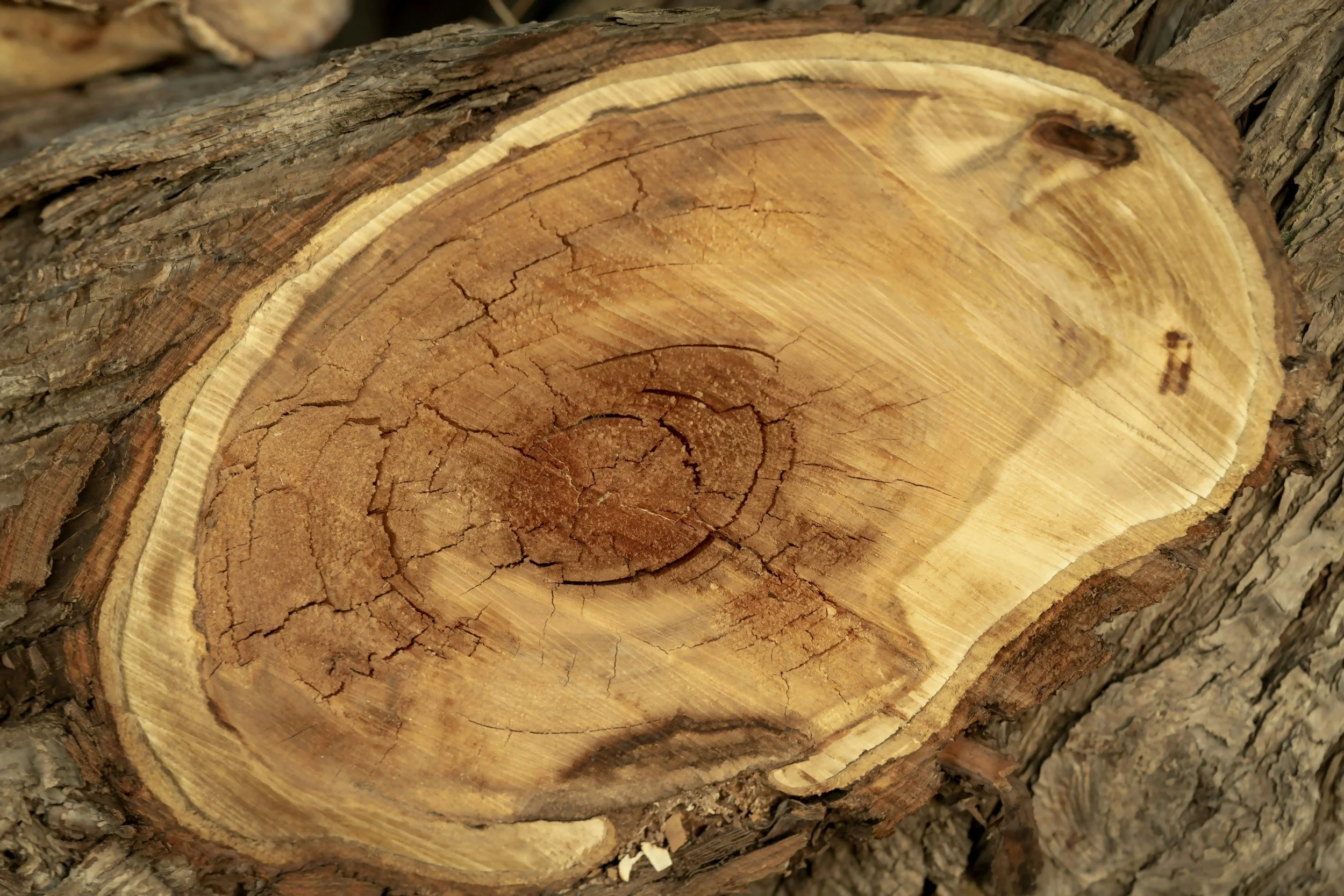 Close-up of tree rings illustrating time, growth, and rooted faith.