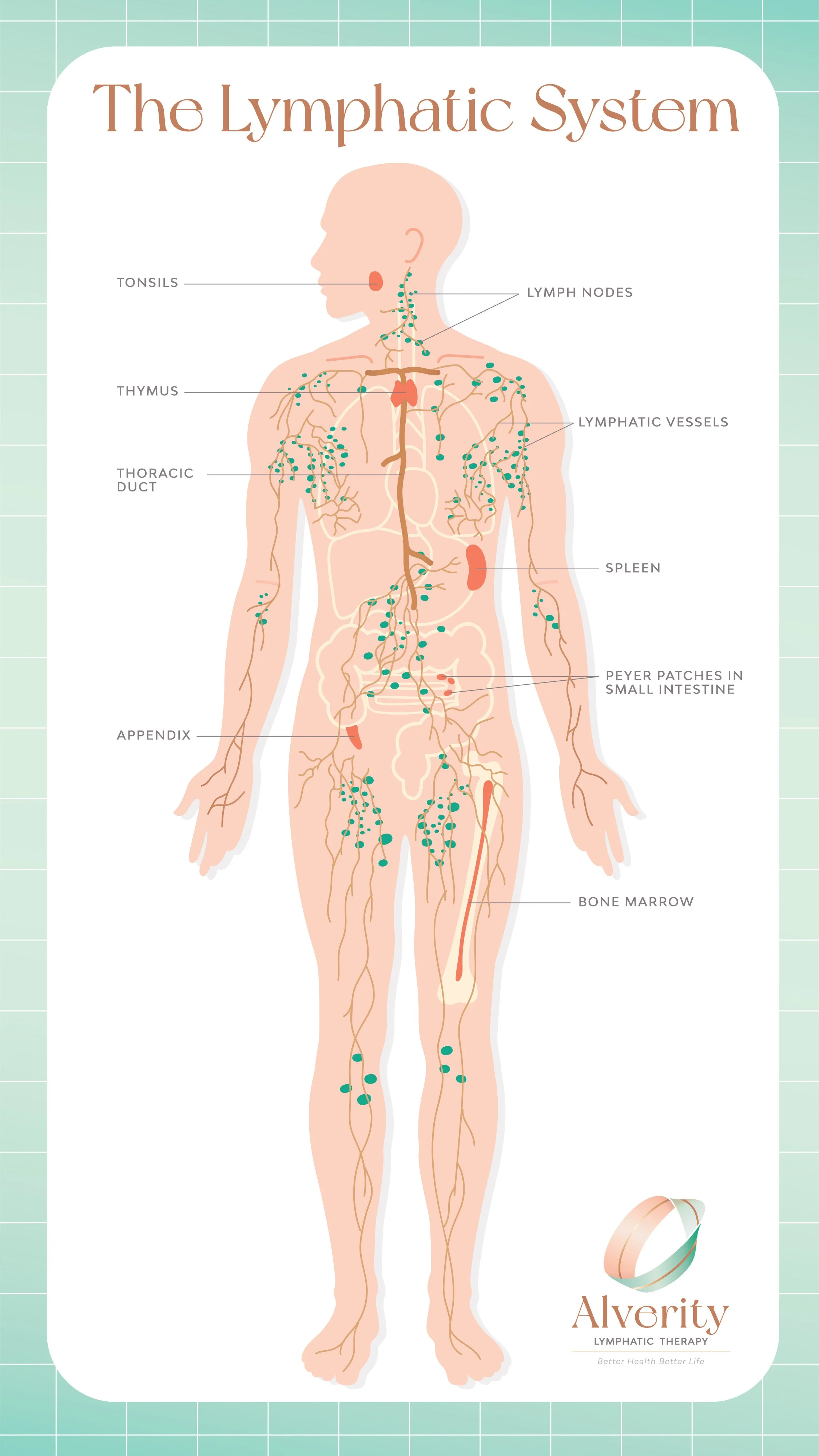 Anatomy of the lymphatic system