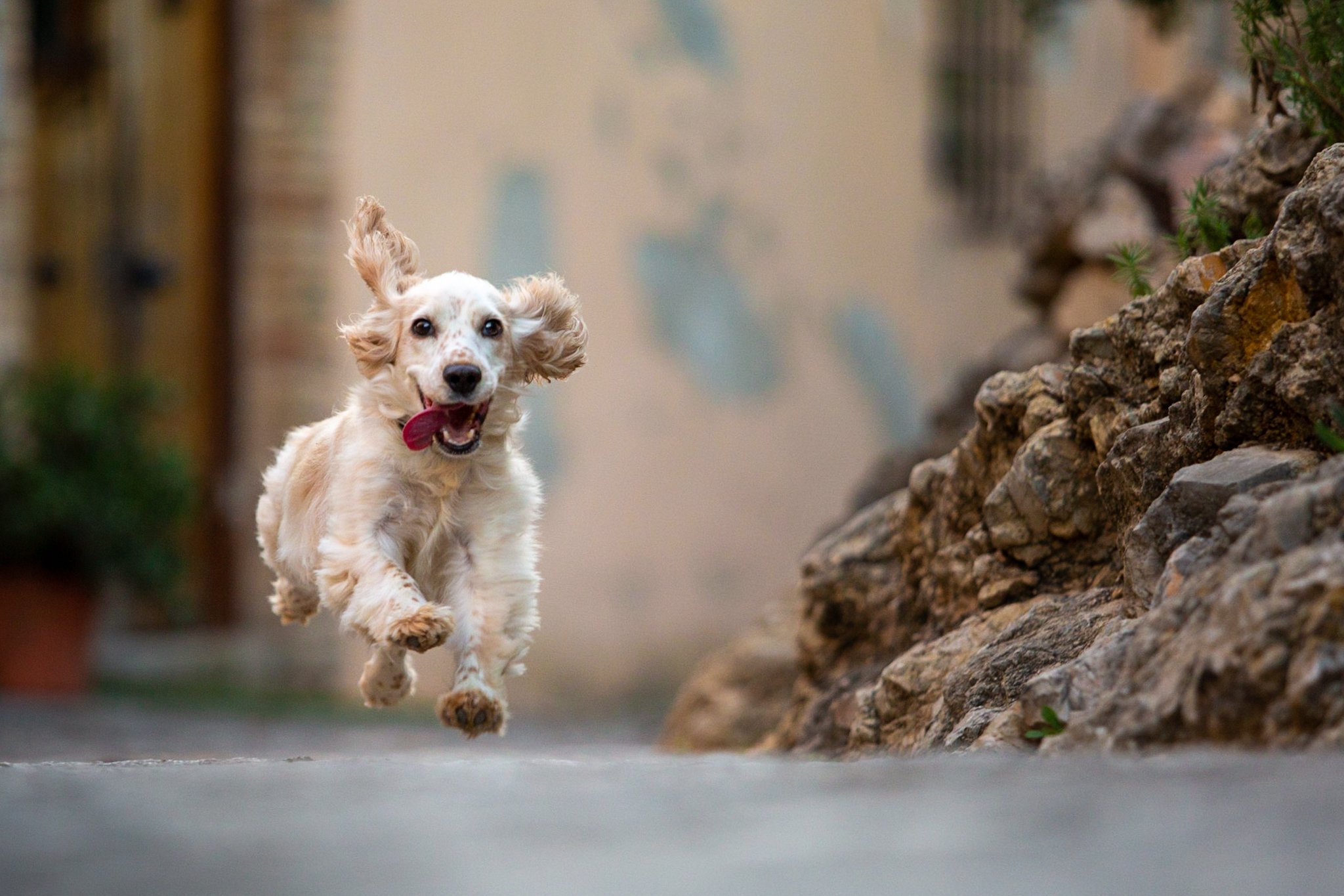A small spaniel with its tongue sticking out and its ears flying runs down the street in a Spanish village