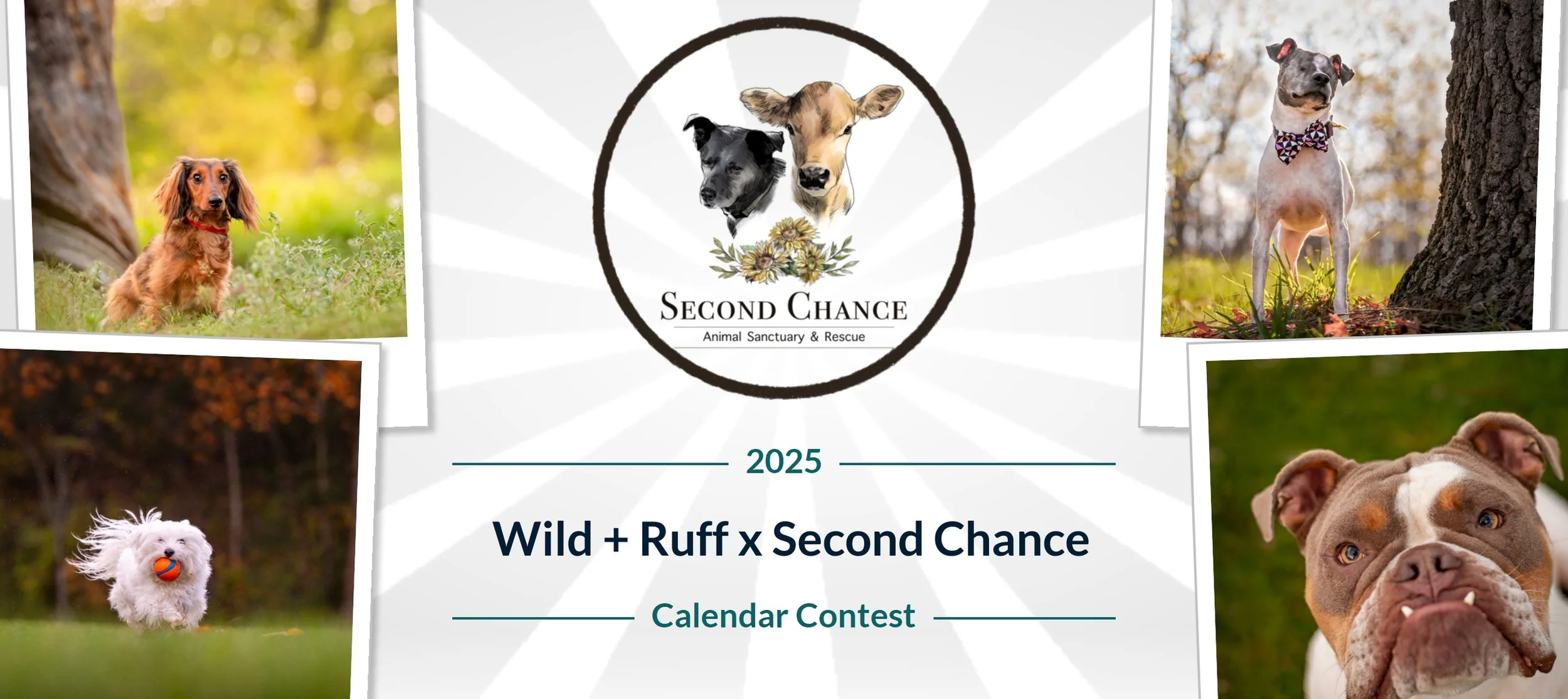 Enter our 2025 Dog Calendar Contest!