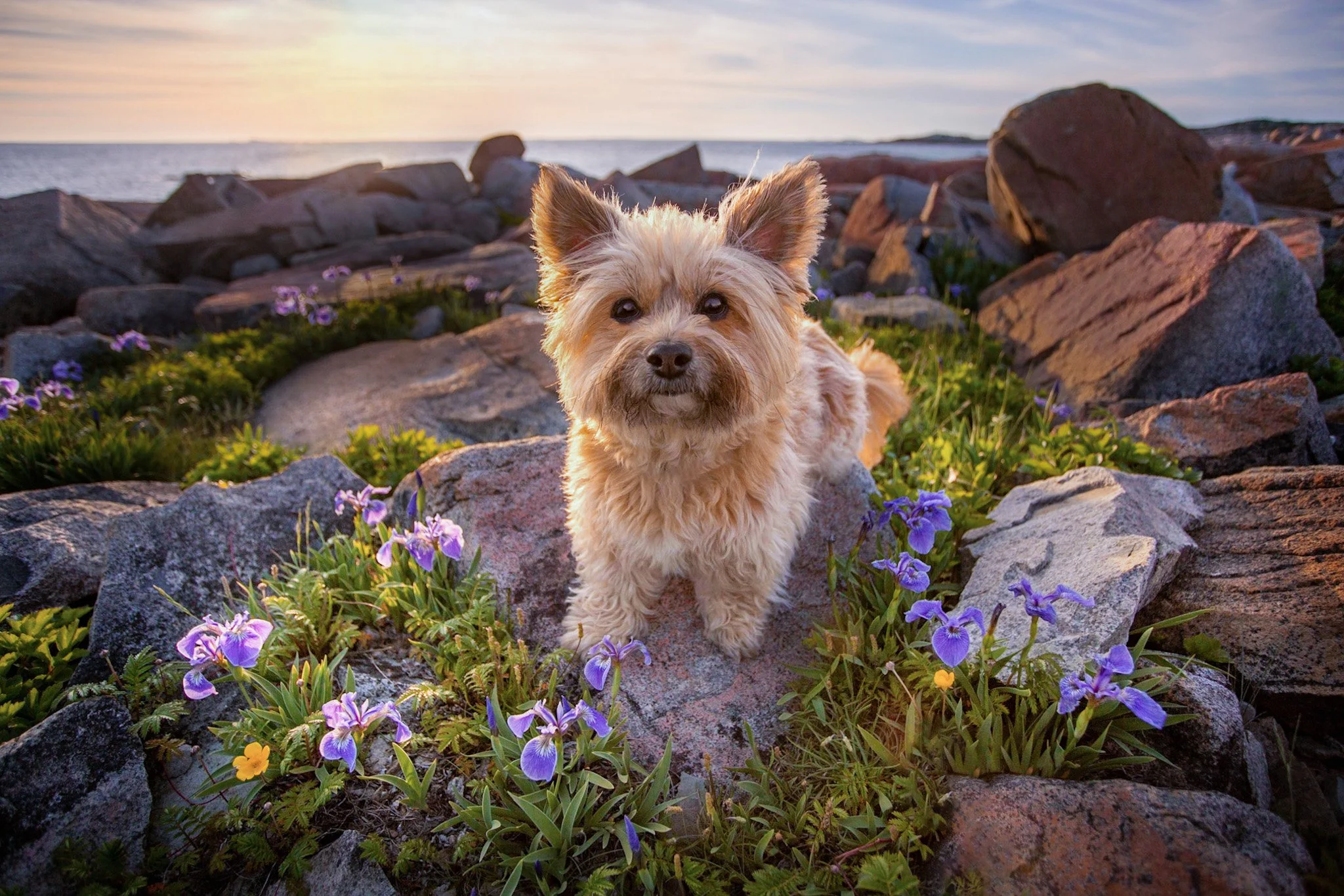 A back-lit Cairn terrier stands on a rock among irises on the beach at golden hour
