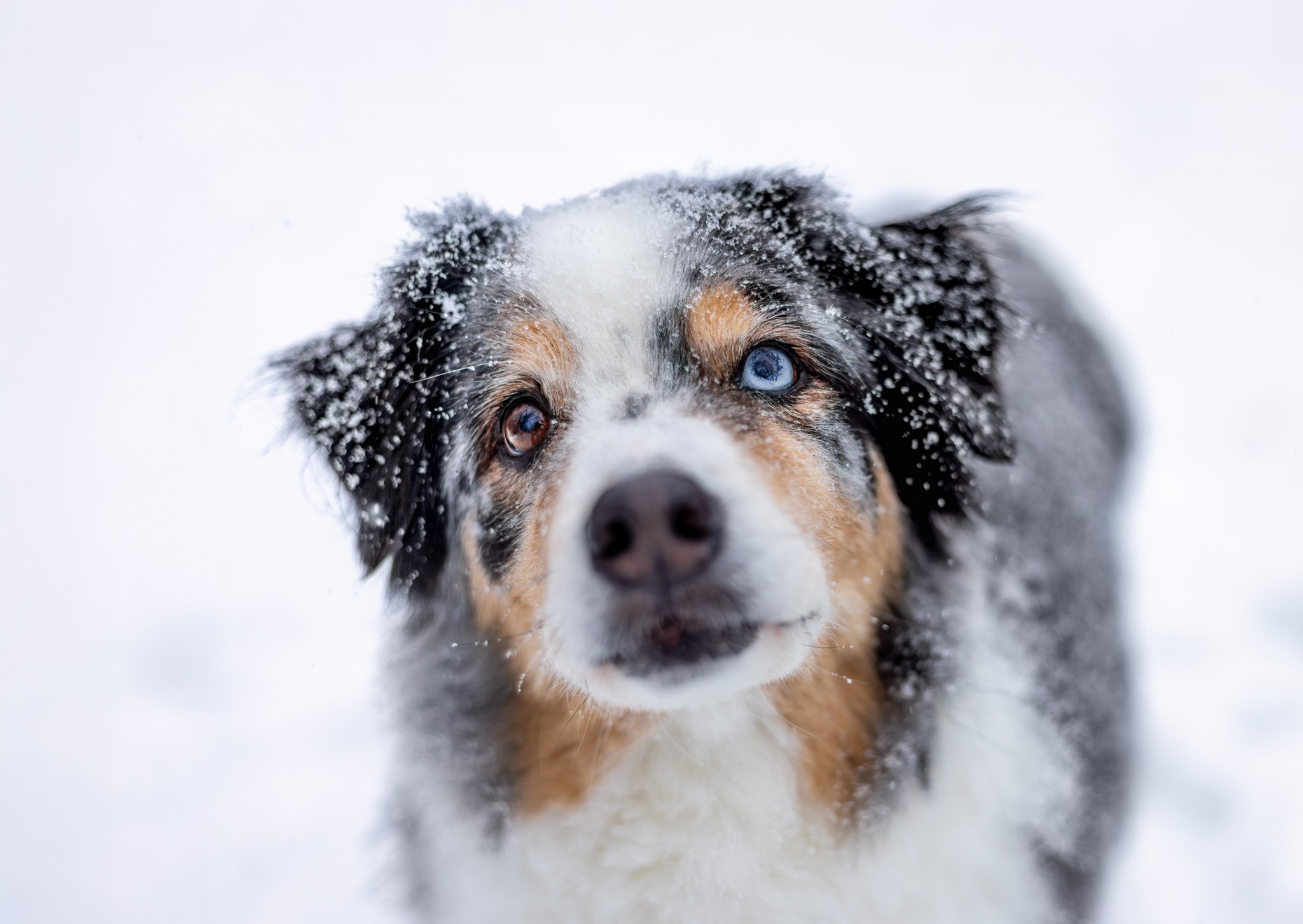 Senior Australian shepherd gazing upwards on a snowy day