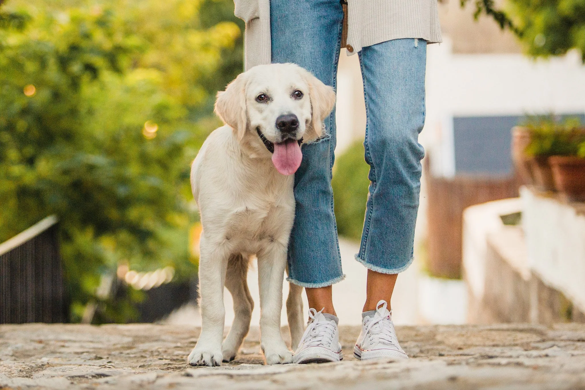 A golden retriever puppy stands with its owner, who wears blue jeans, in a cobbled street