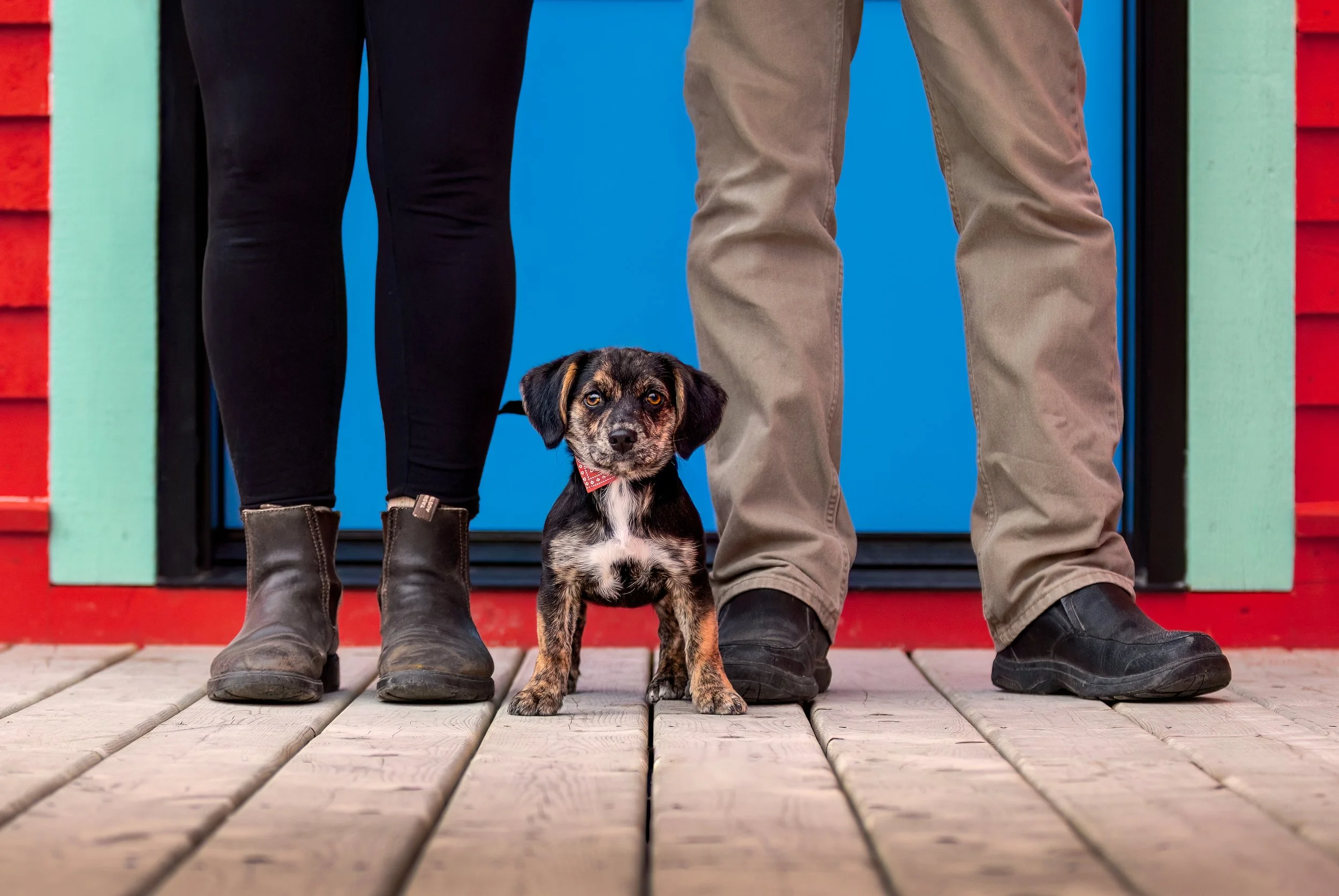 A small brindle dog with a white chest stands between its owners' legs in front of their bluee door with its green frame and red siding