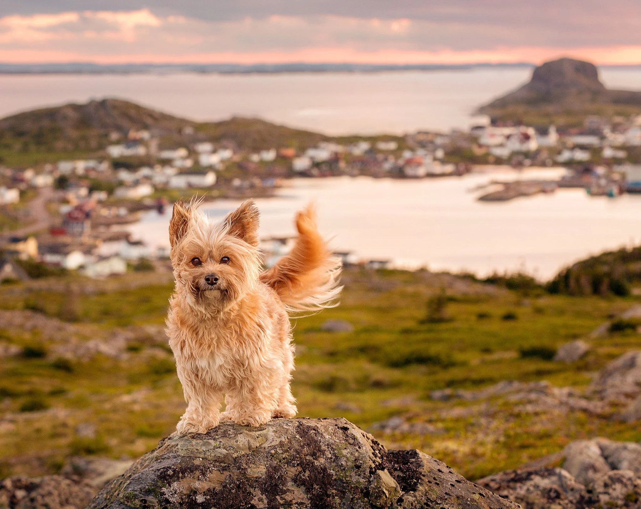 A Cairn terrier on a rock, her fur blowing in the wind, with houses, the ocean and a rocky hill in the background