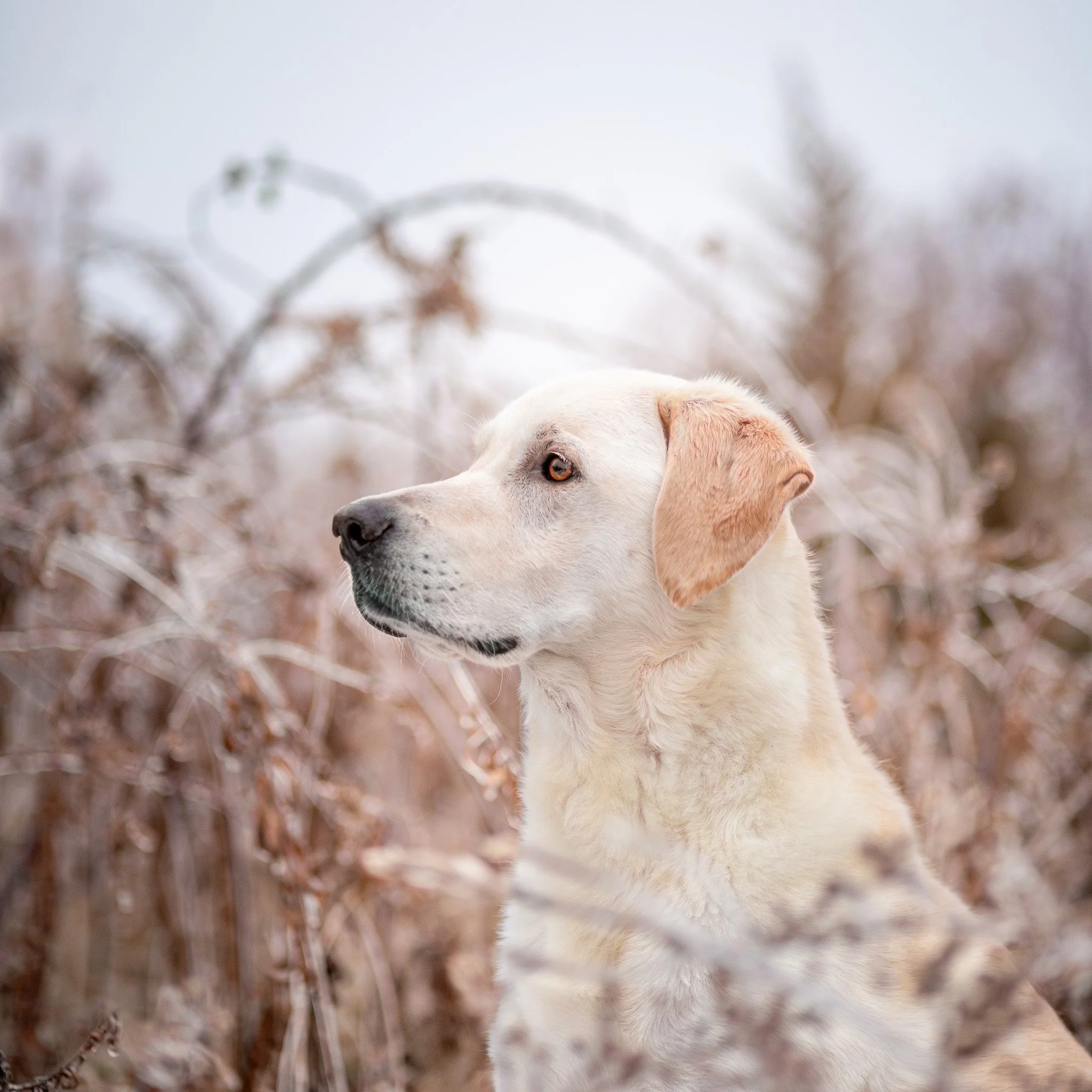 A yellow Labrador retriever / golden retriever mix gazes to the left in a field of long frosted grasses on a winter day