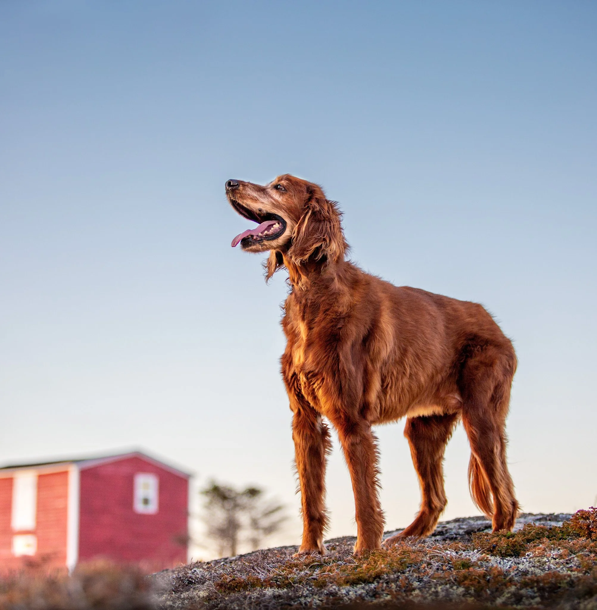 Senior Irish setter standing on a mossy rock, with a red wooden house and some scrubby trees in the background