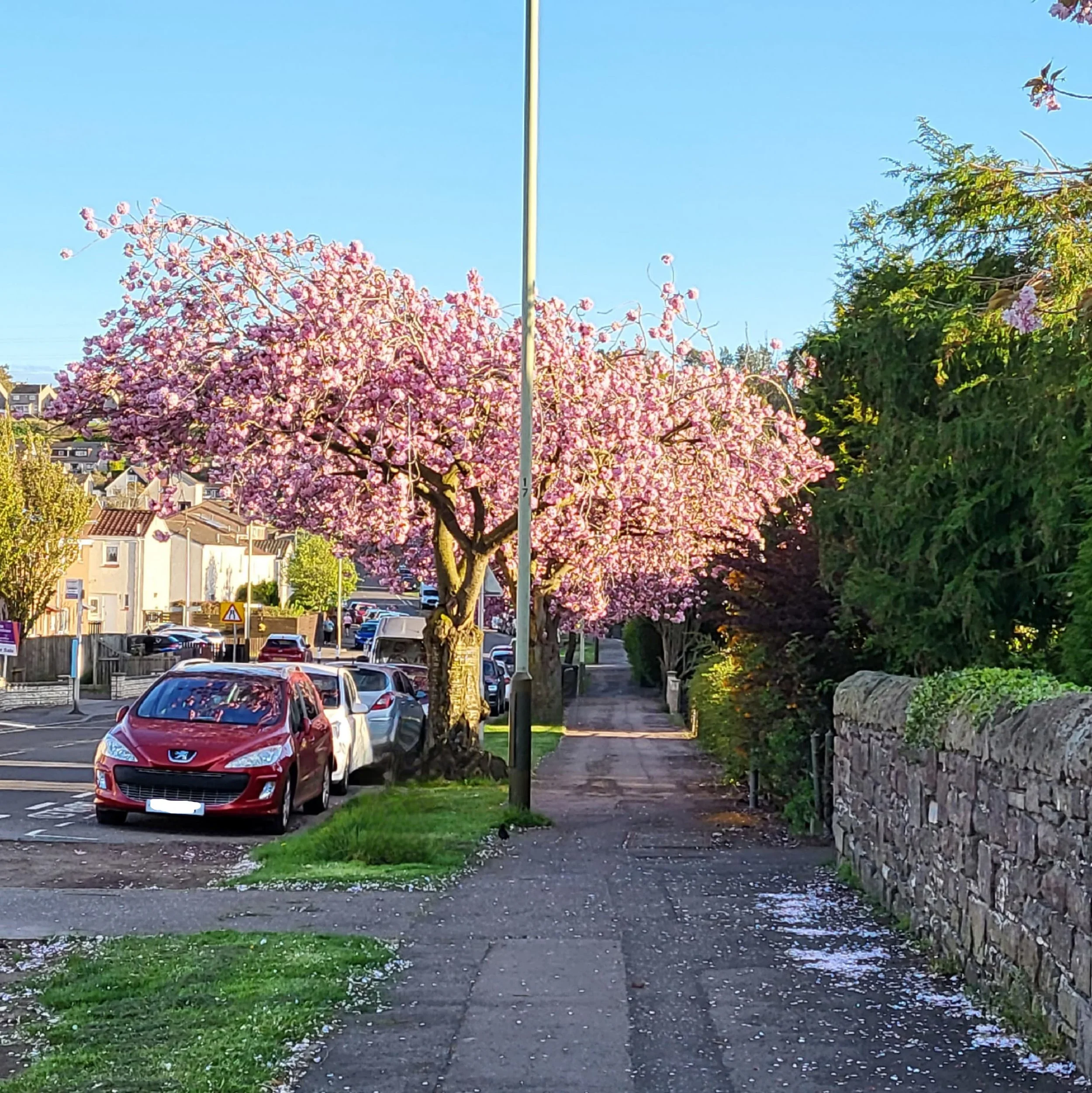 A view of a street with a large tree with pink petals. The pavement is also sprinkled with pink petals