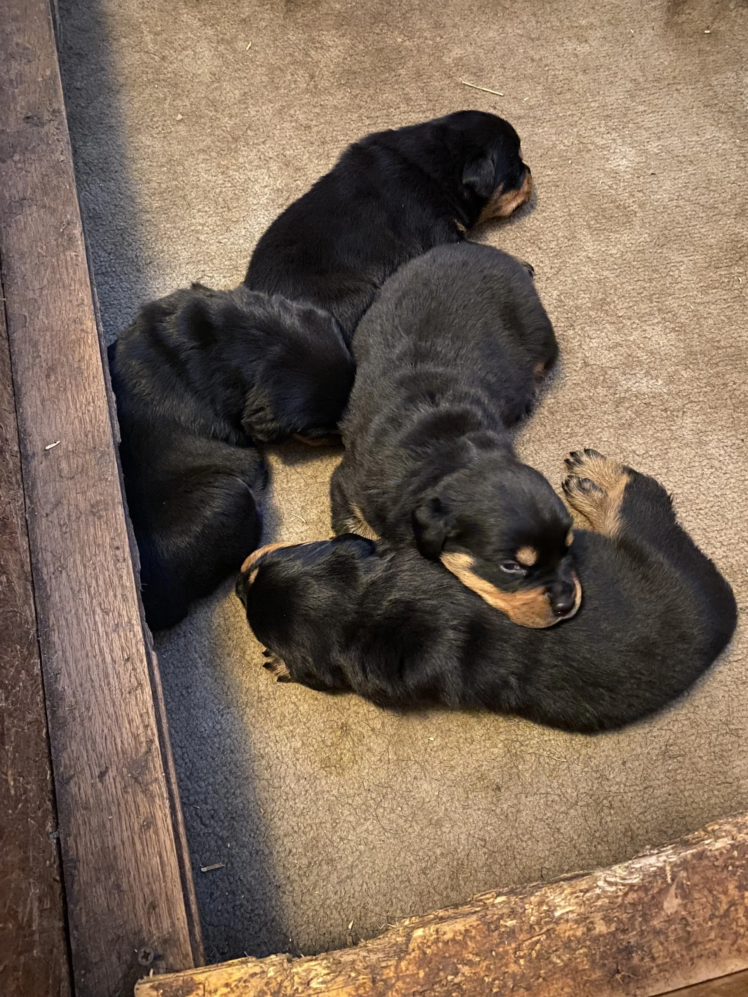 Quality pups you can be proud of