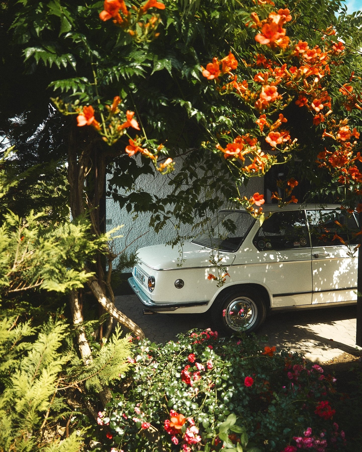 With February almost over, spring is just around the corner. 🌻 #hopefully #bmw #hfmstrs #1602 #bmwclassic #bmwrepost #spring #flowerpower #cantwaitforspring
