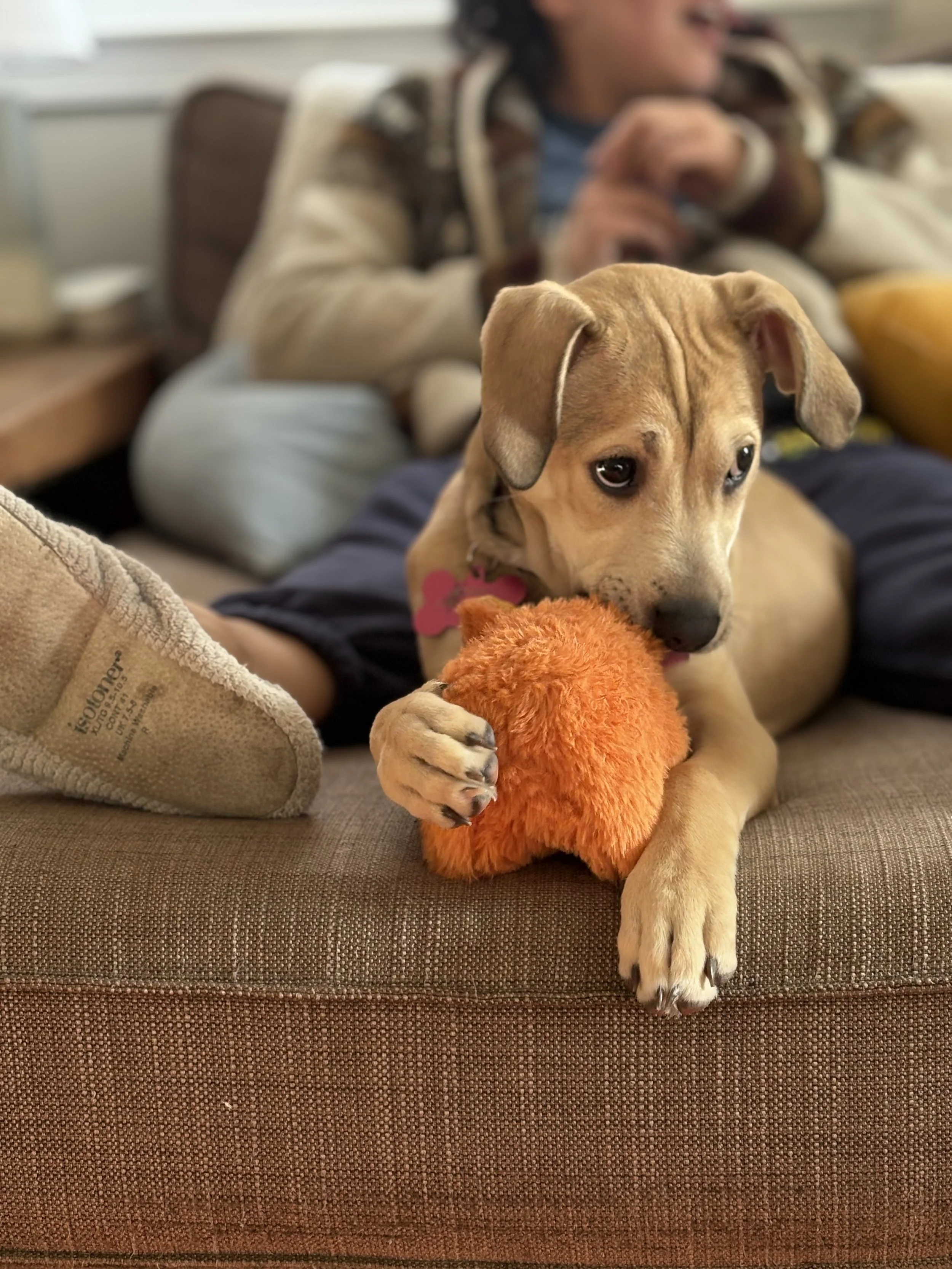 A tan puppy with a pink collar lying on a brown couch and holding an orange plush toy. In the background, a person in a beige and brown striped sweater is sitting, but their face is not visible.