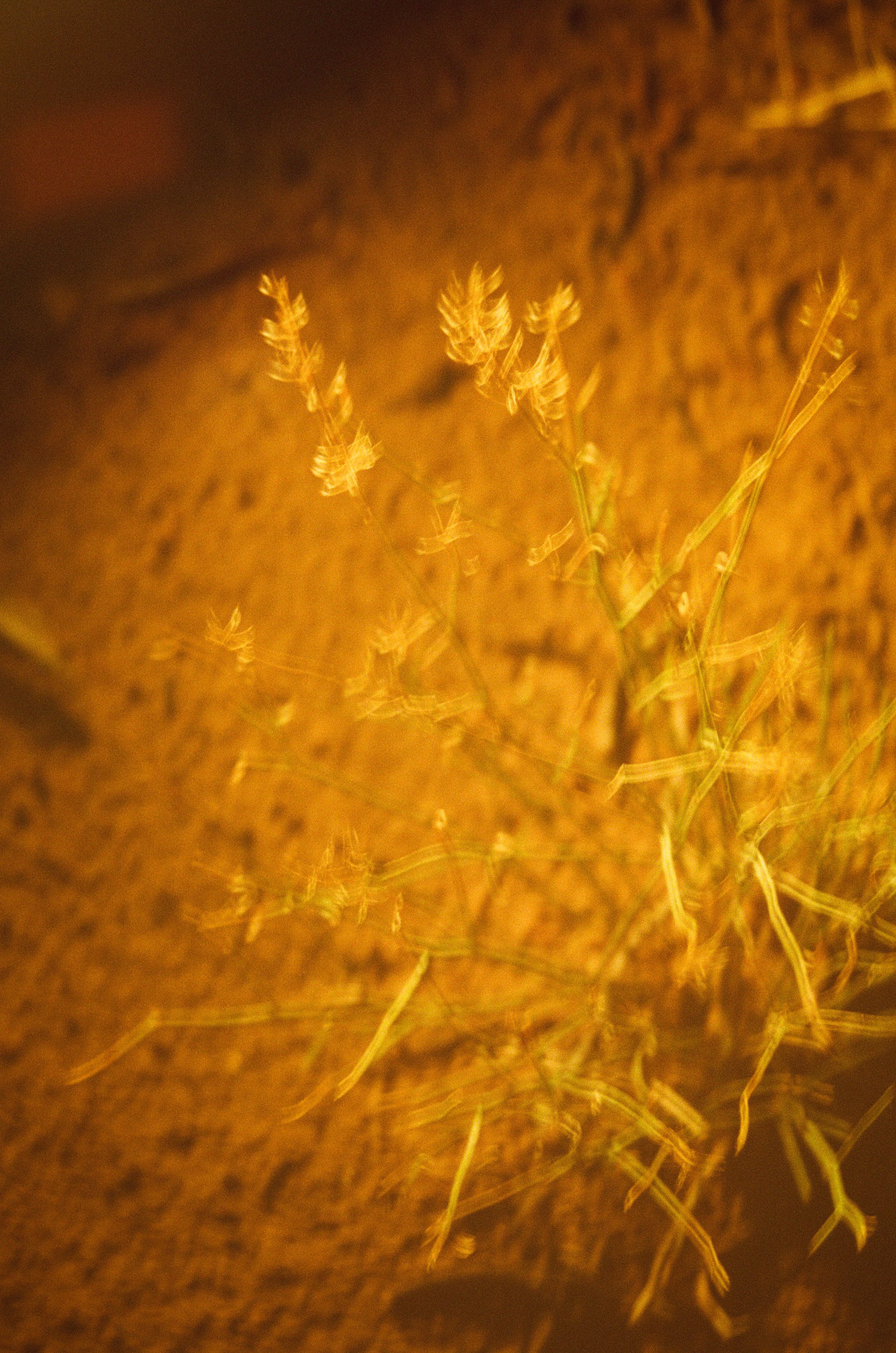 4FF990F5-5431-413C-B31D-F78DCE5FF922.jpeg