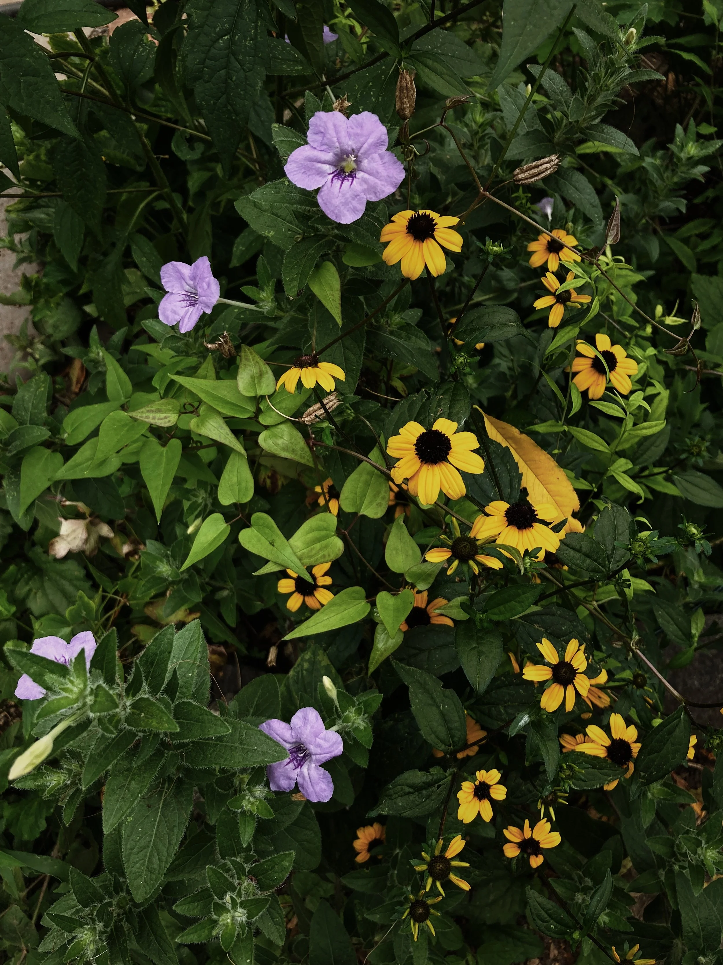 A26B45D8-58E7-4095-92EA-7795C73BE43F.jpg