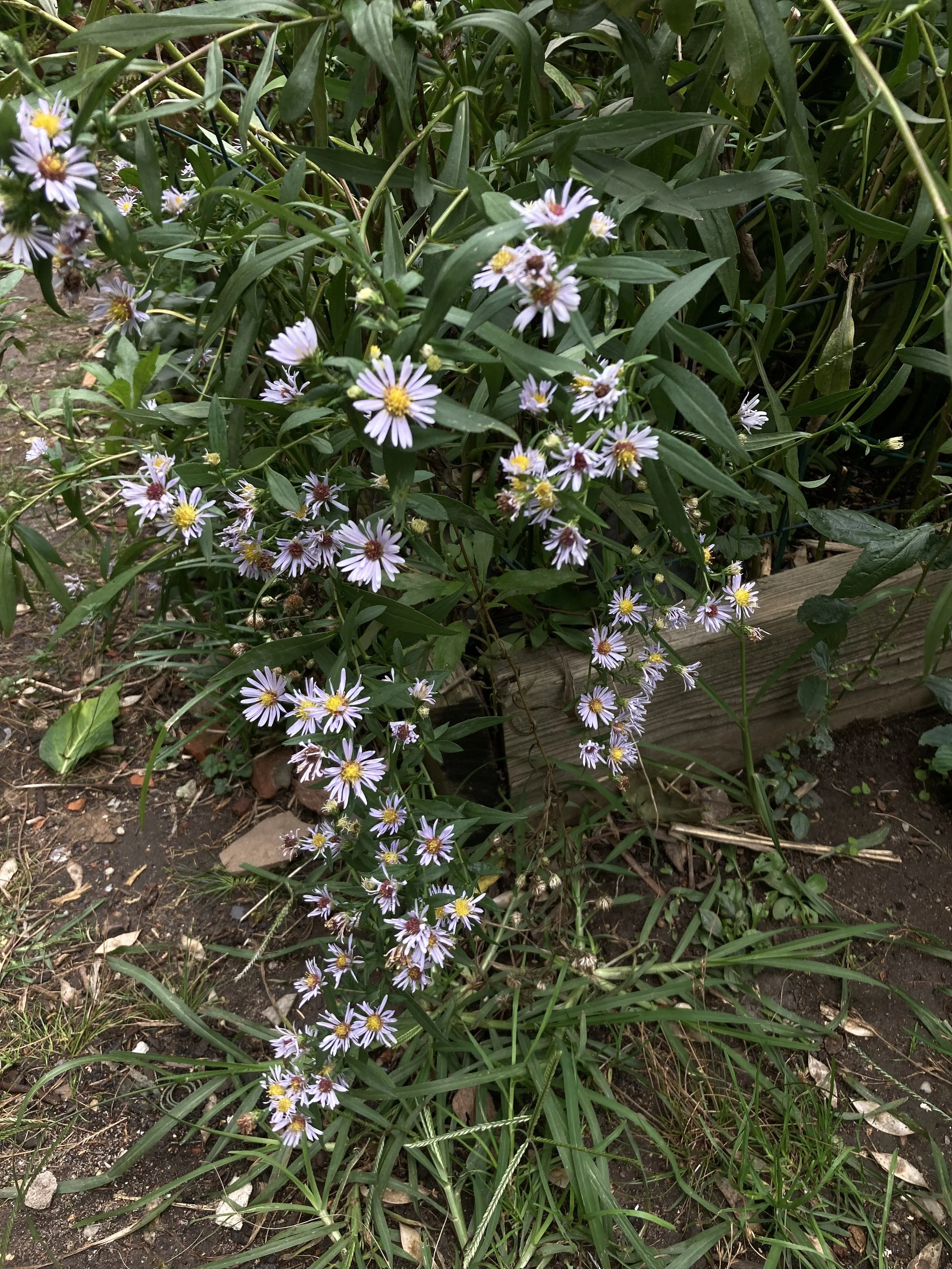 IMG_4478.jpeg
