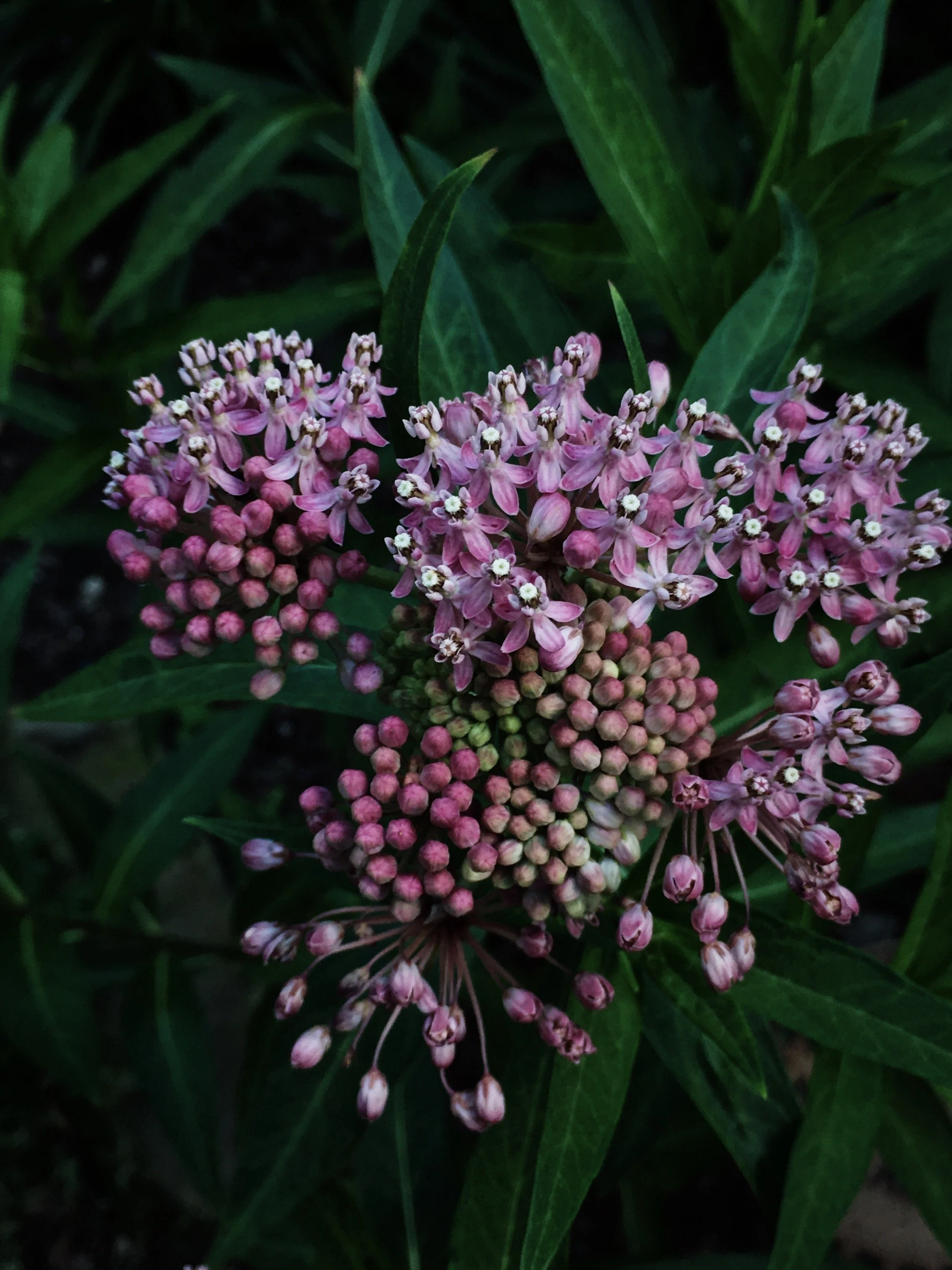 587E2DB8-2391-41AC-B20D-69DF84F01EFE.jpg