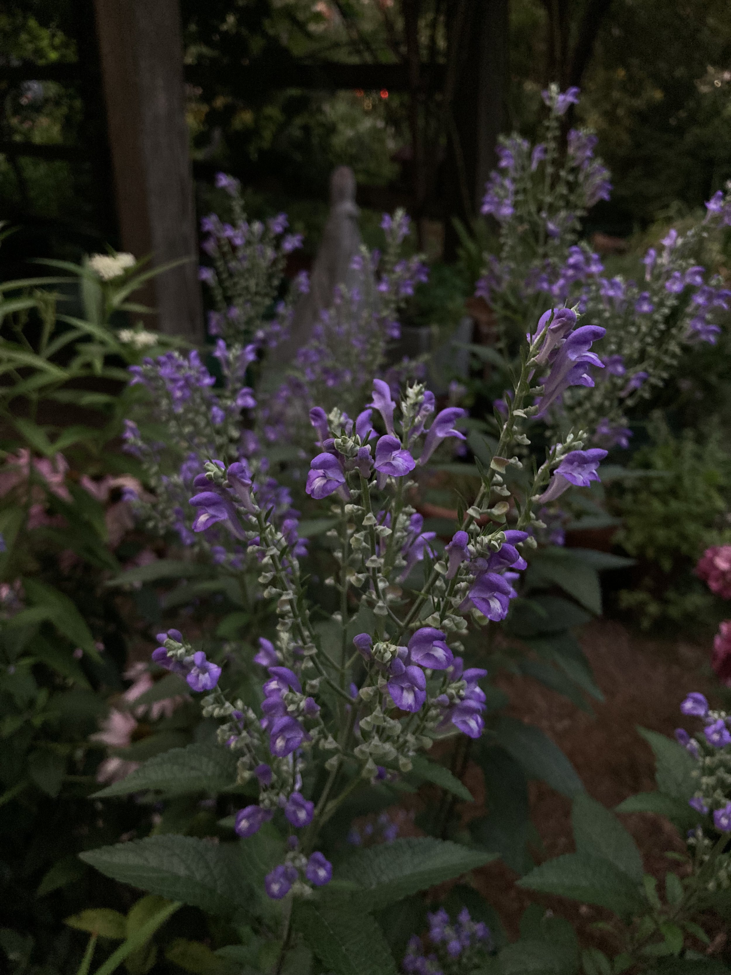 IMG_3676.jpeg