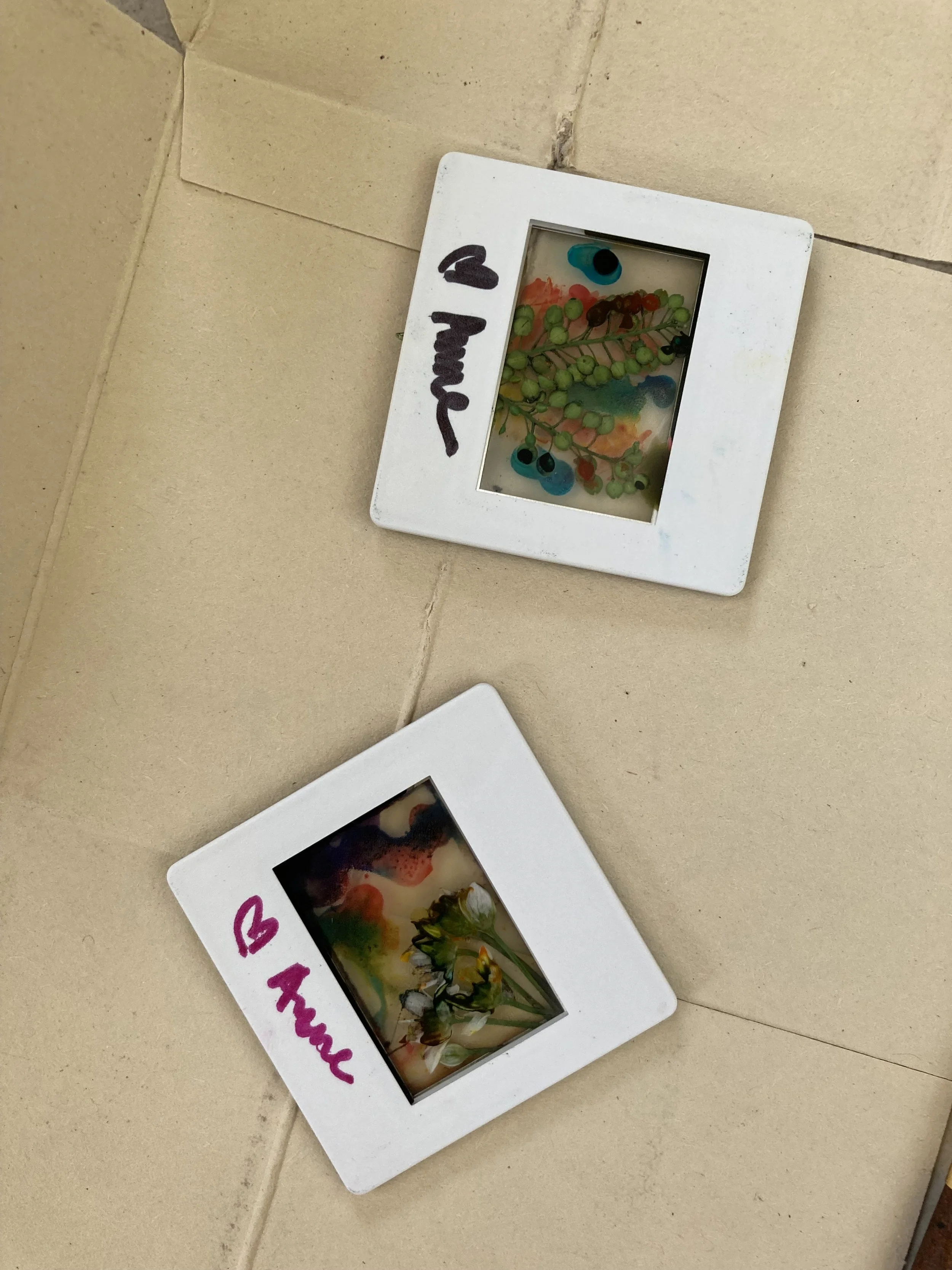 Botanical 35mm Film Slide Workshop with MM Serra