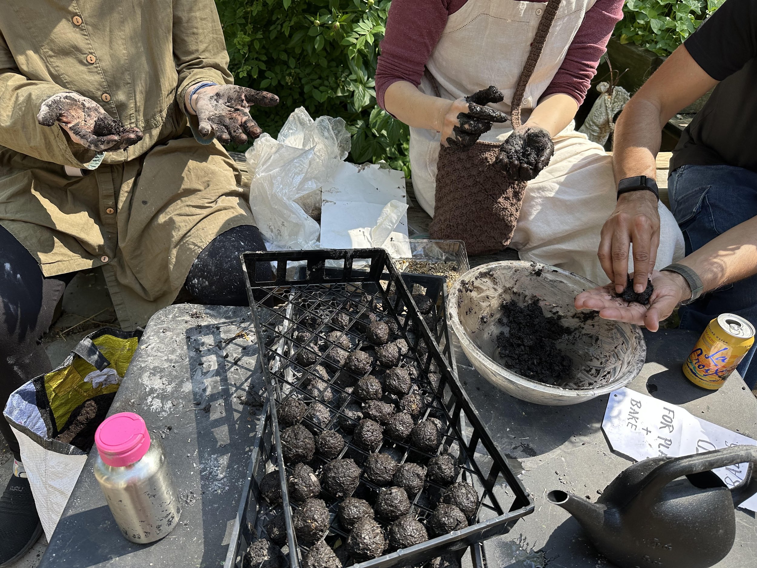 seed dumplings 2025 2 - Amy Berkov.jpg