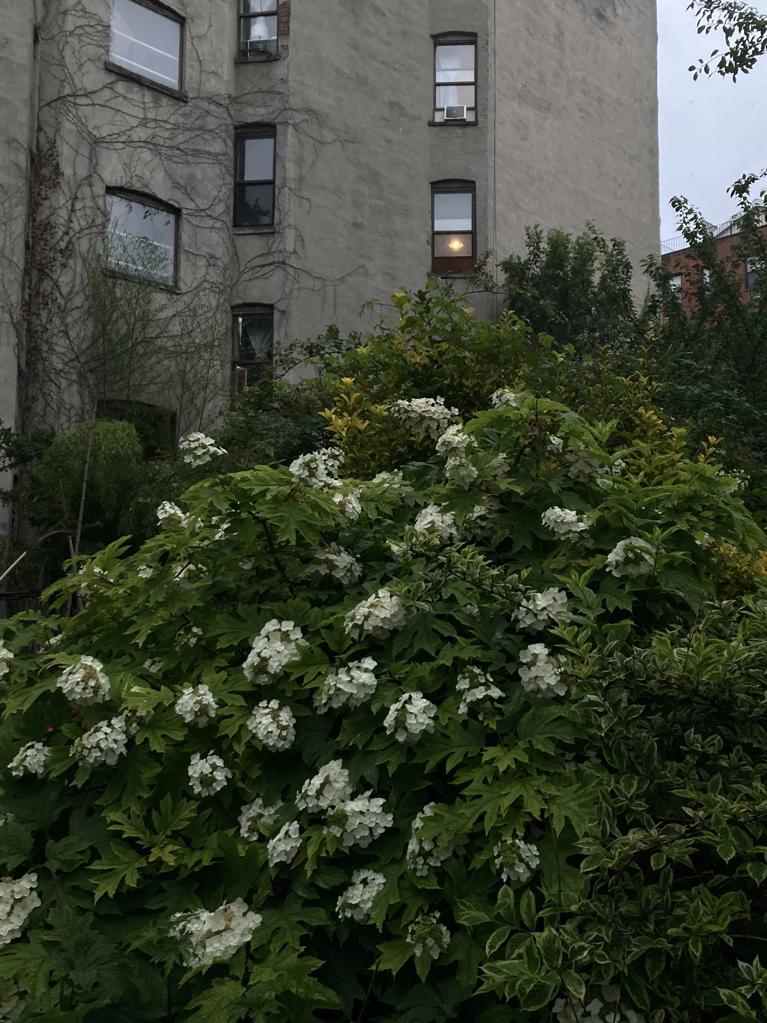 IMG_7906.jpeg