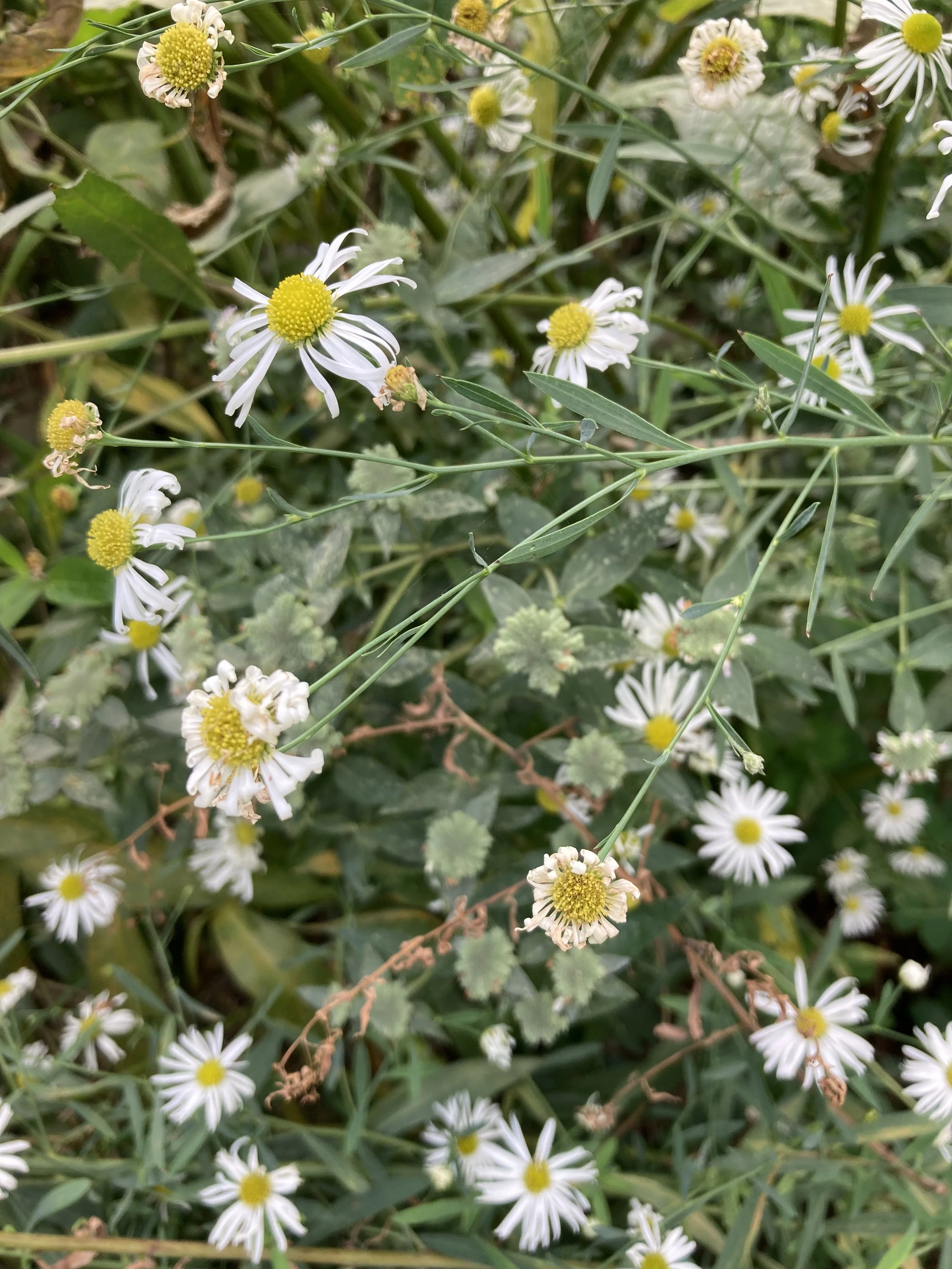 IMG_0571.jpeg