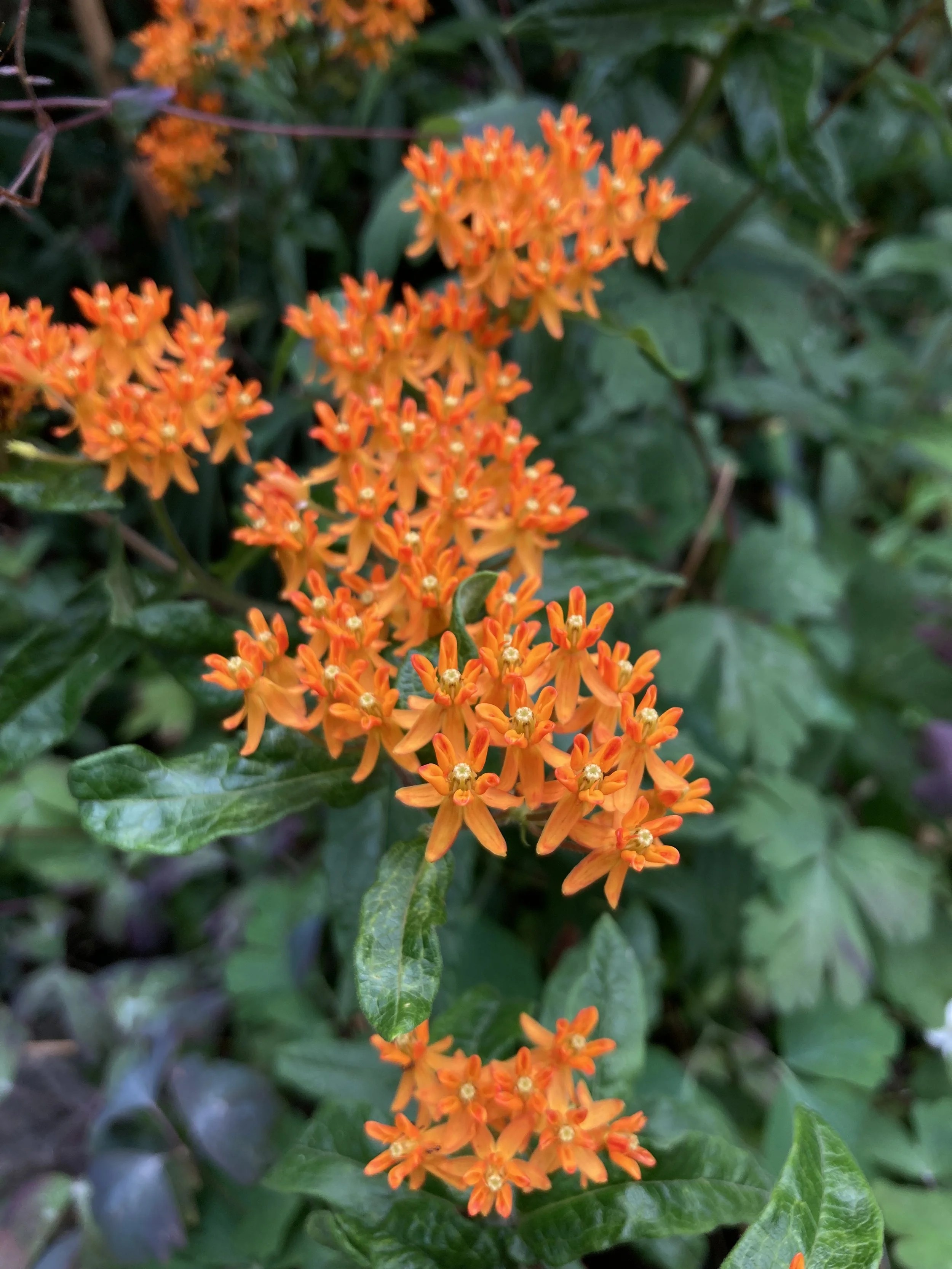 IMG_7666.jpeg